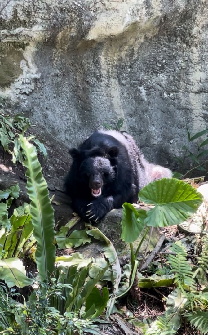 Formosan Black Bear