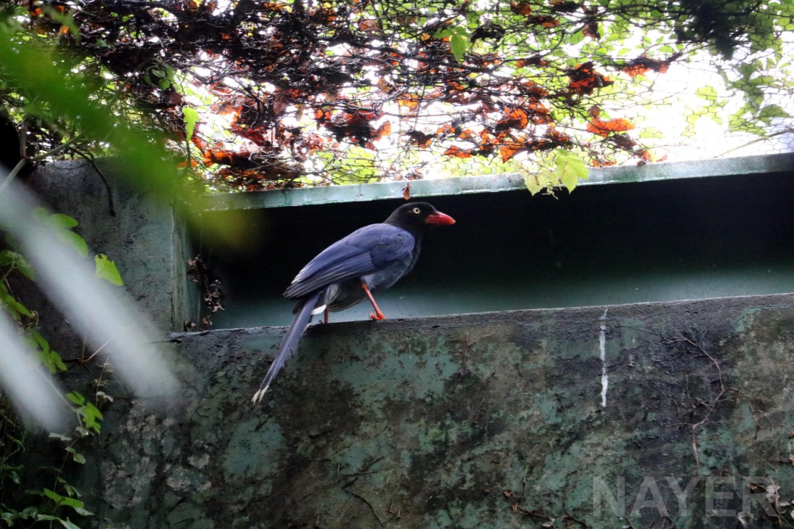 Formosan blue magpie, 2016