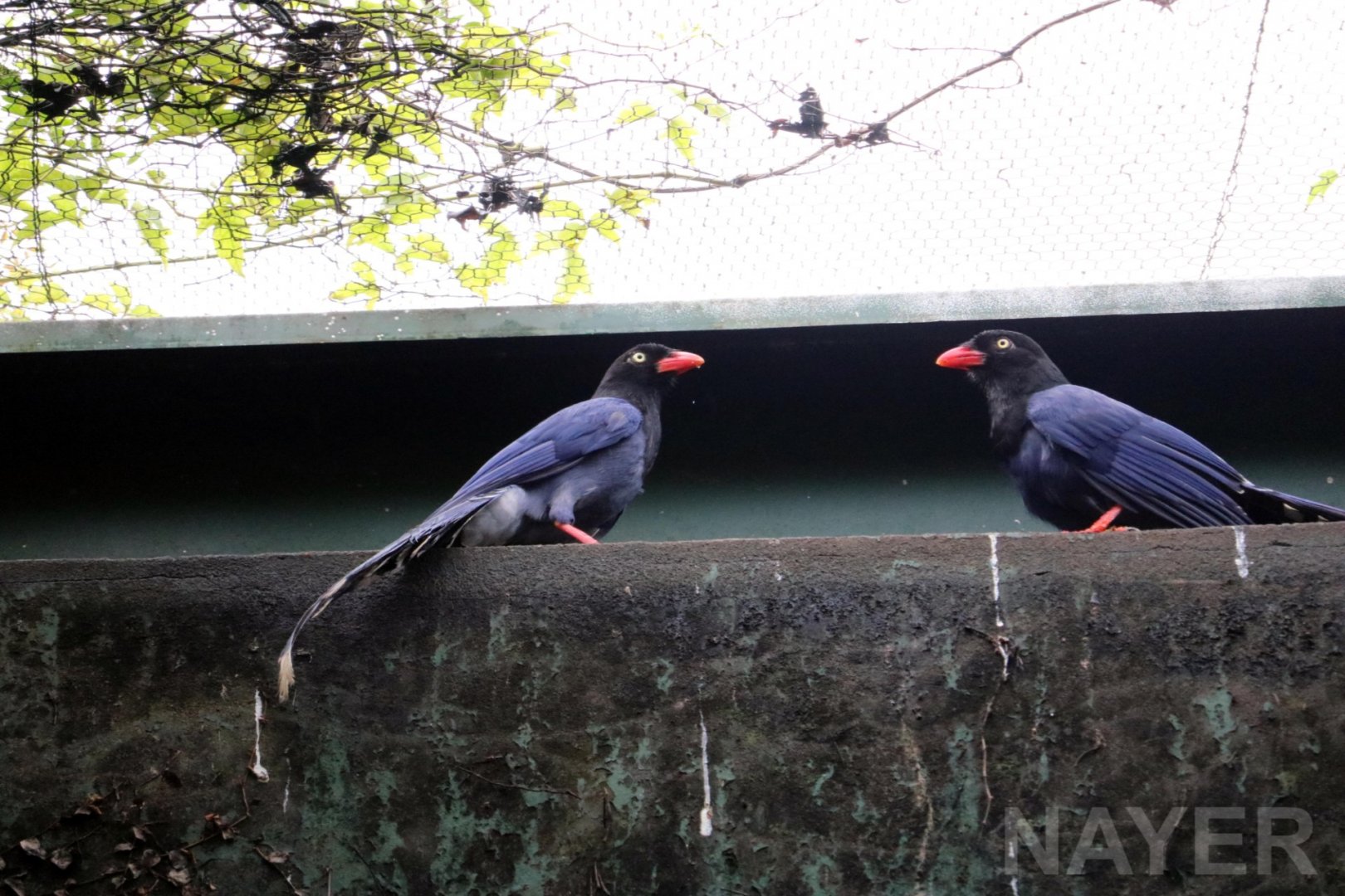 Formosan blue magpies, 2016