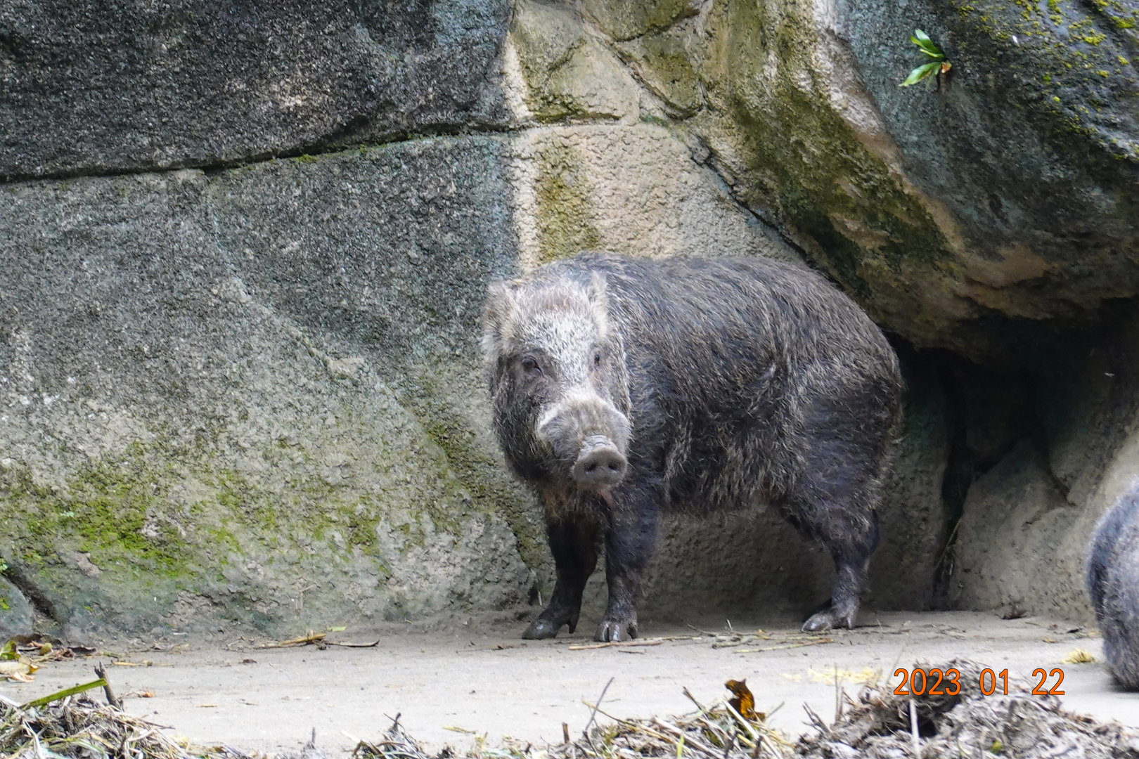Formosan Boar (Sus scrofa taivanus)