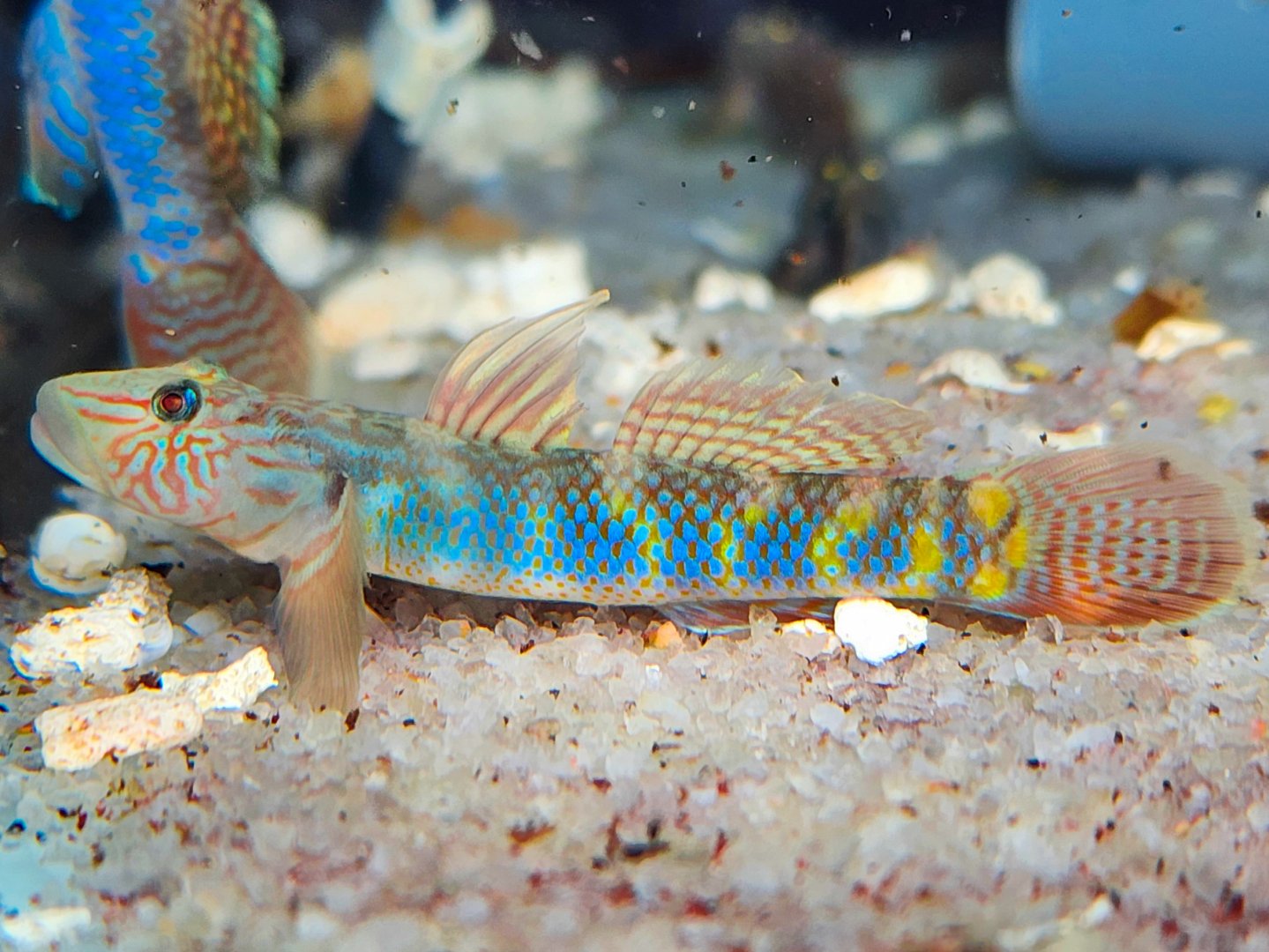 Formosan Brook Goby (Rhinogobius formosanus)