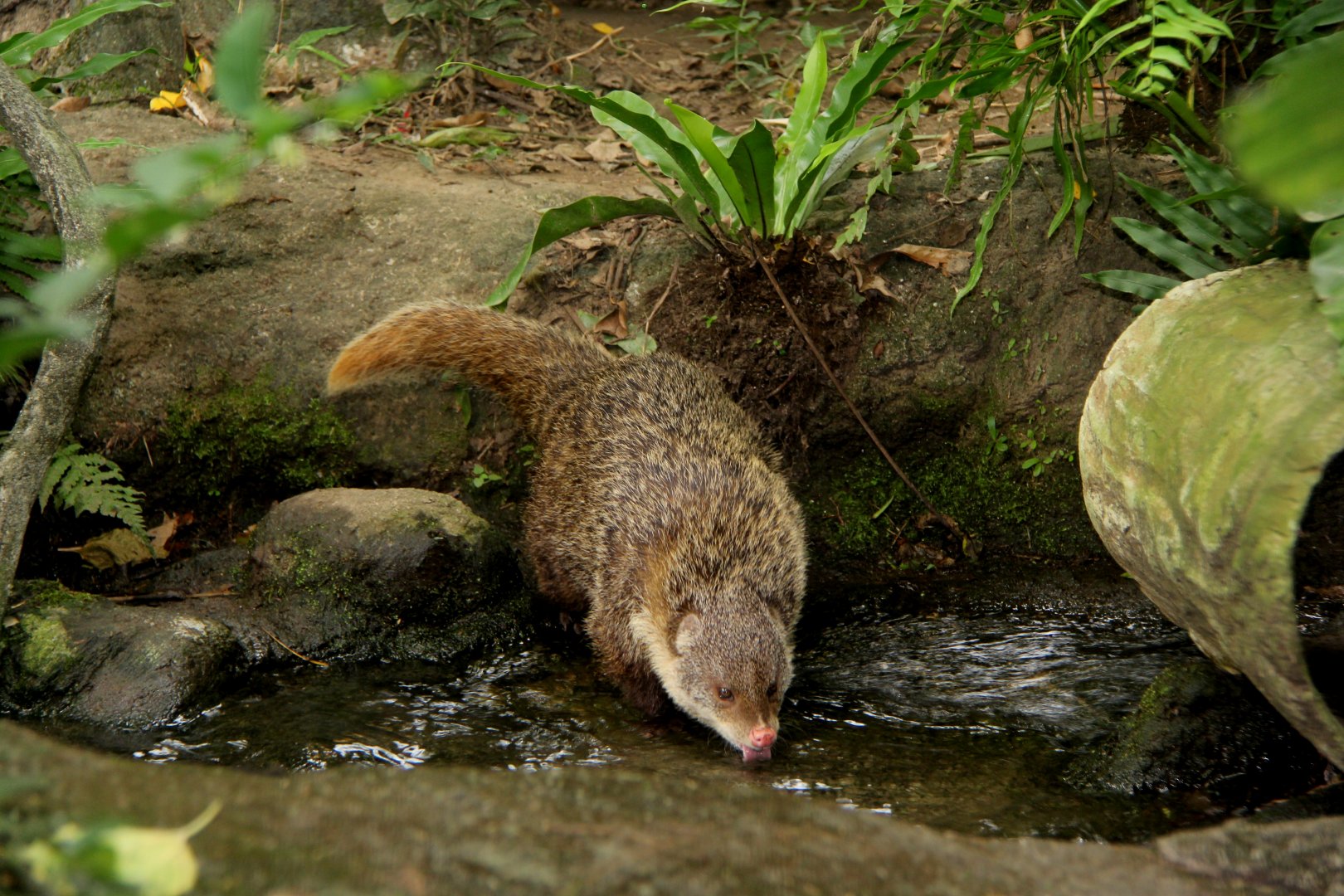 Formosan crab-eating mongoose. (Herpestes urva formosanus)