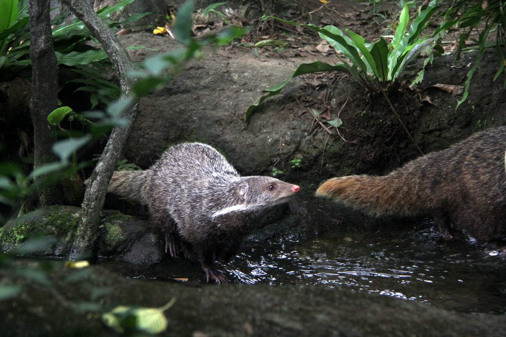 Formosan crab-eating mongoose. (Herpestes urva formosanus)