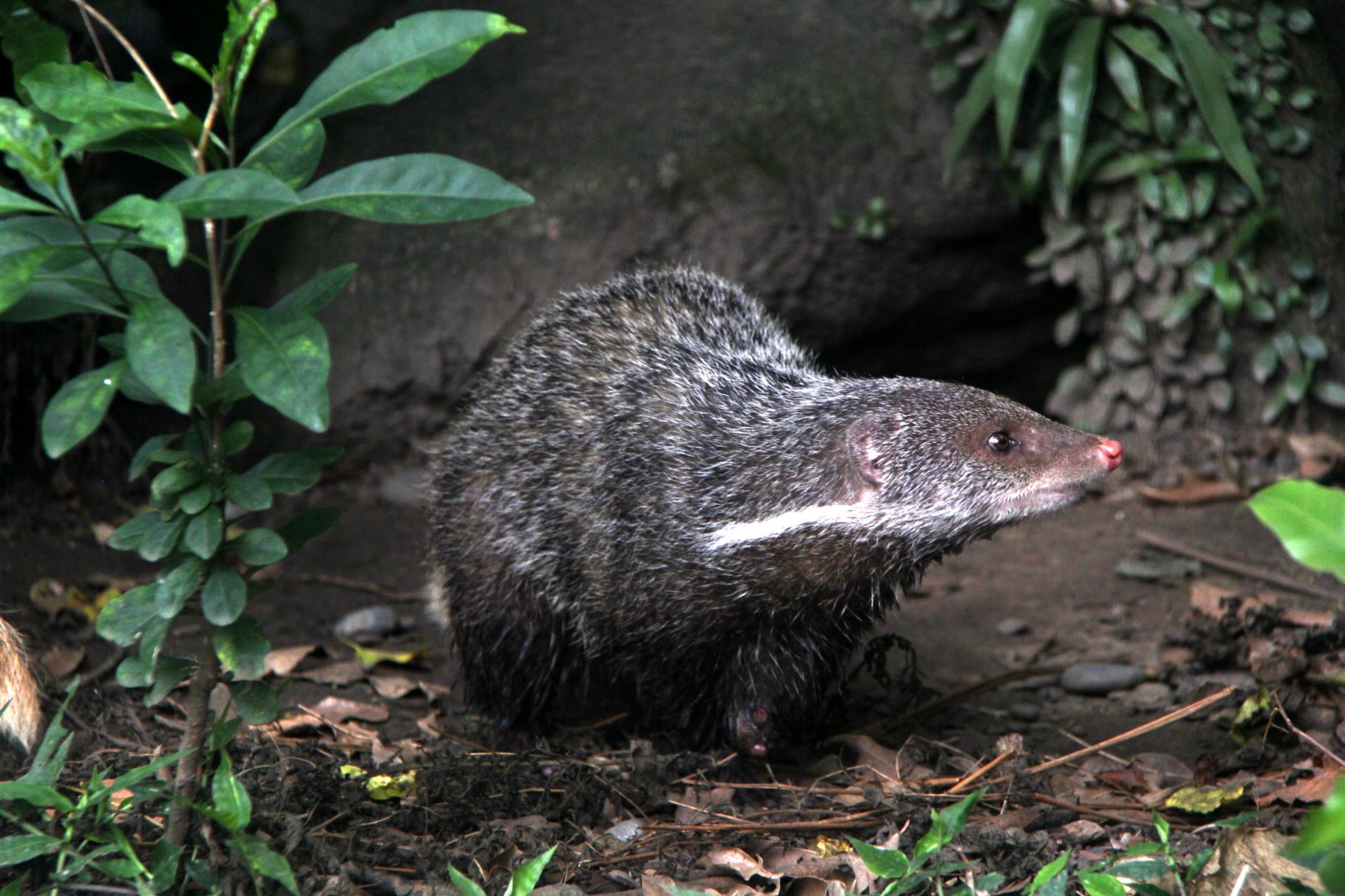 Formosan crab-eating mongoose. (Herpestes urva formosanus)