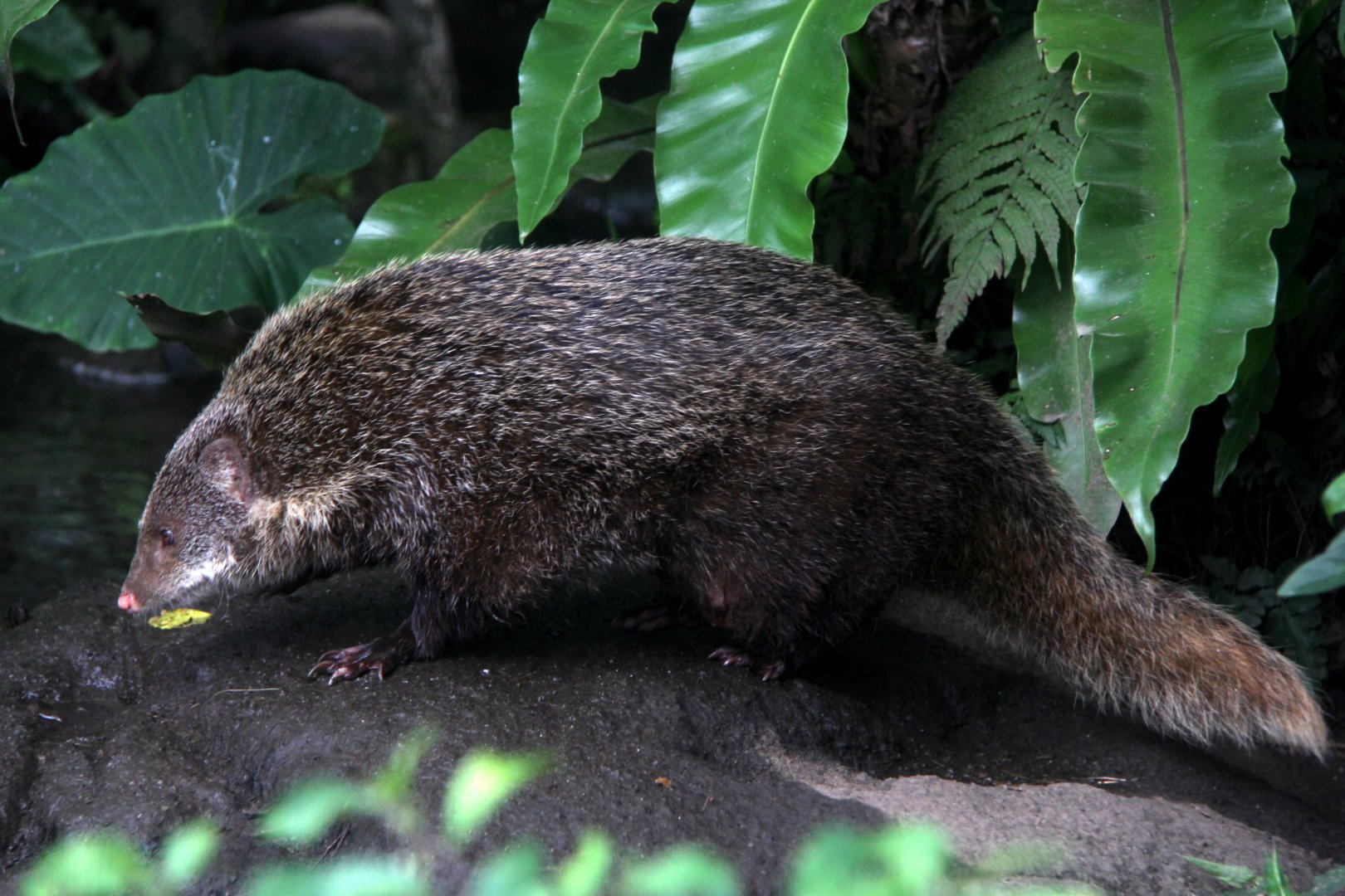 Formosan crab-eating mongoose. (Herpestes urva formosanus)