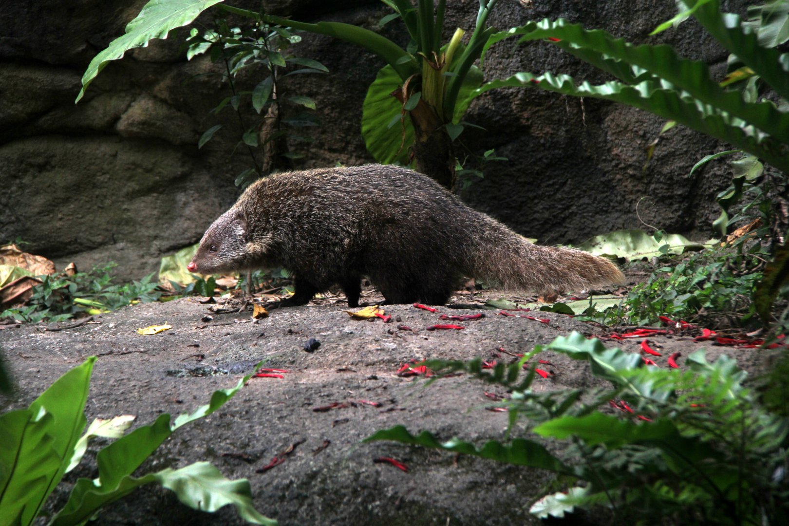 Formosan crab-eating mongoose. (Herpestes urva formosanus)