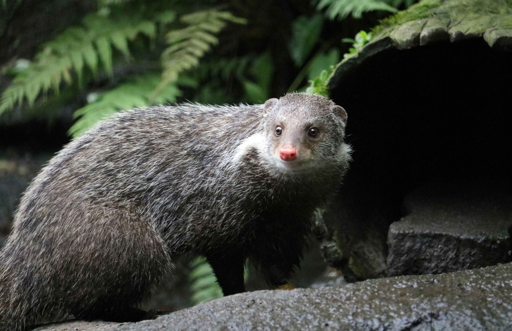 Formosan crab-eating mongoose, June 2016