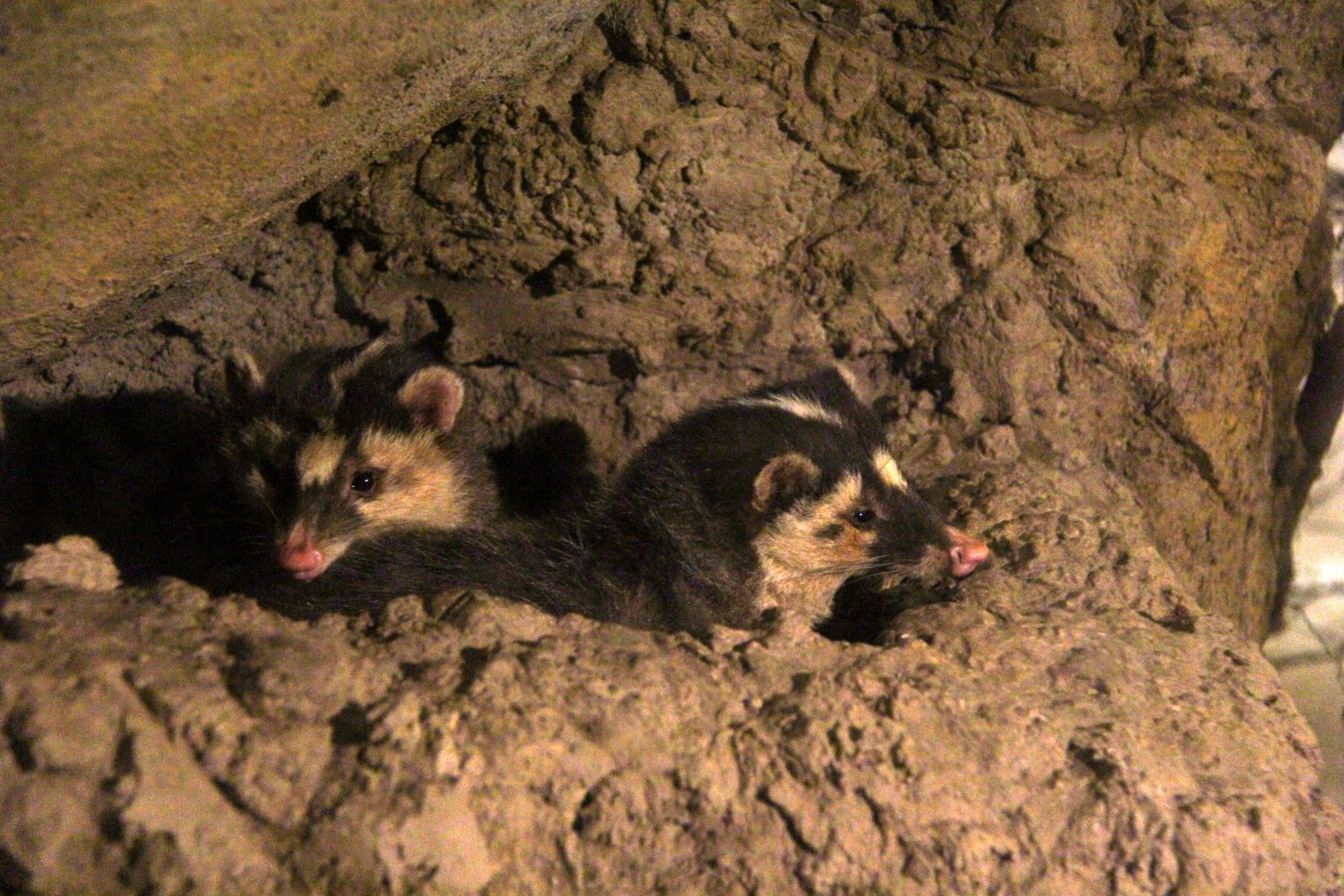 Formosan ferret badger (Melogale moschata subaurantiaca)