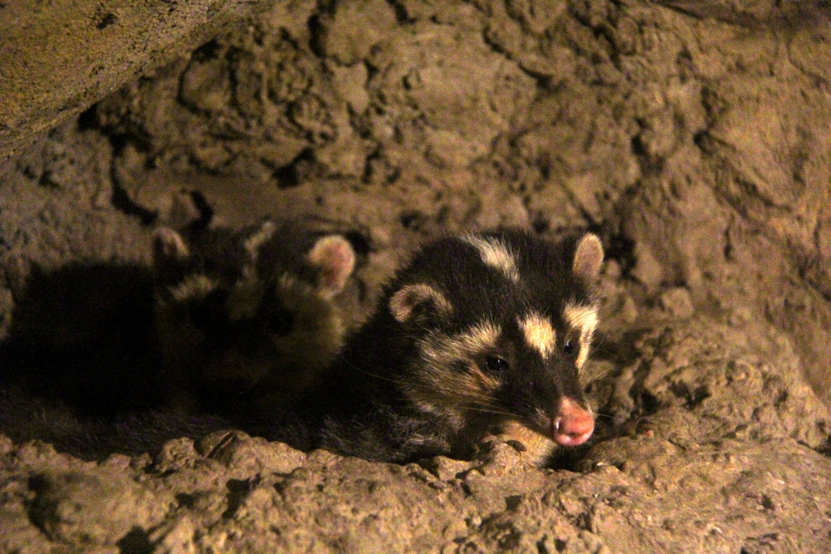Formosan ferret badger (Melogale moschata subaurantiaca)