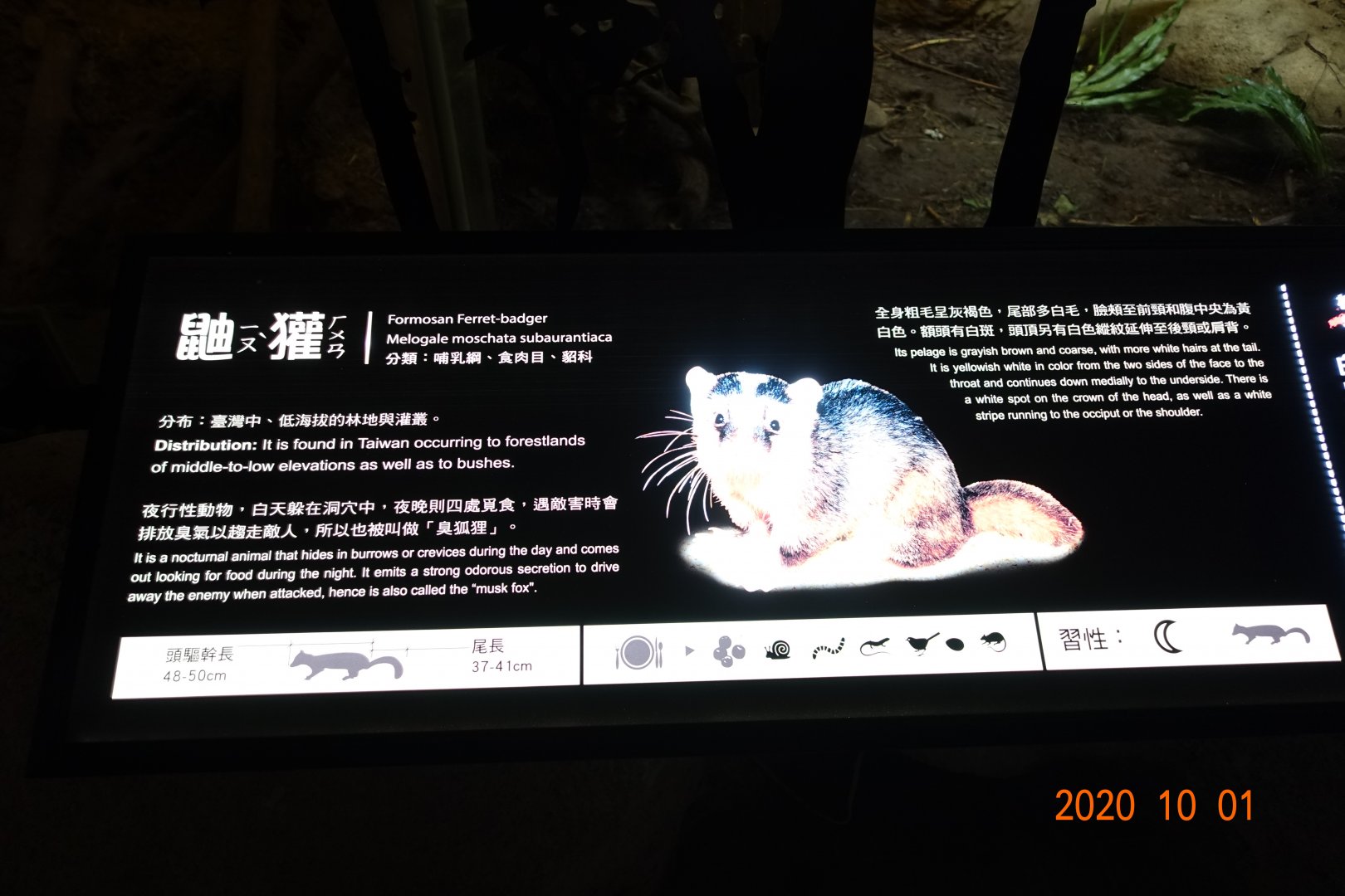 Formosan Ferret-badger (Melogale moschata subaurantiaca)