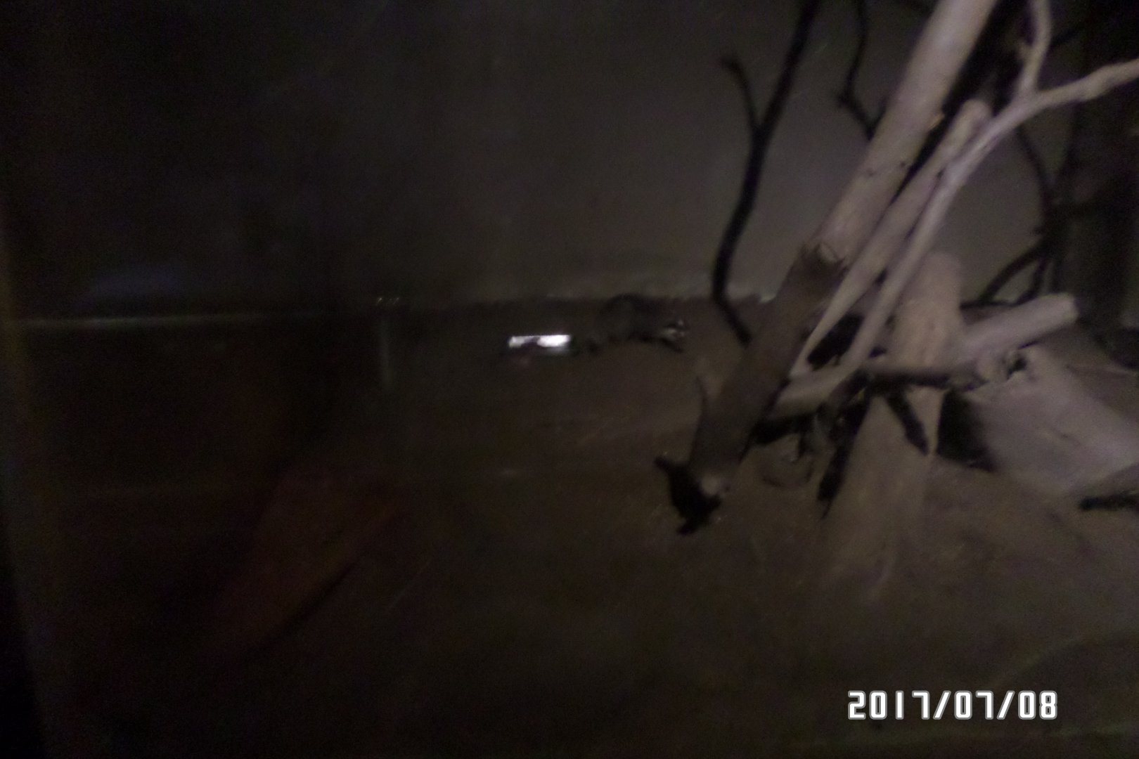 Formosan ferret badger