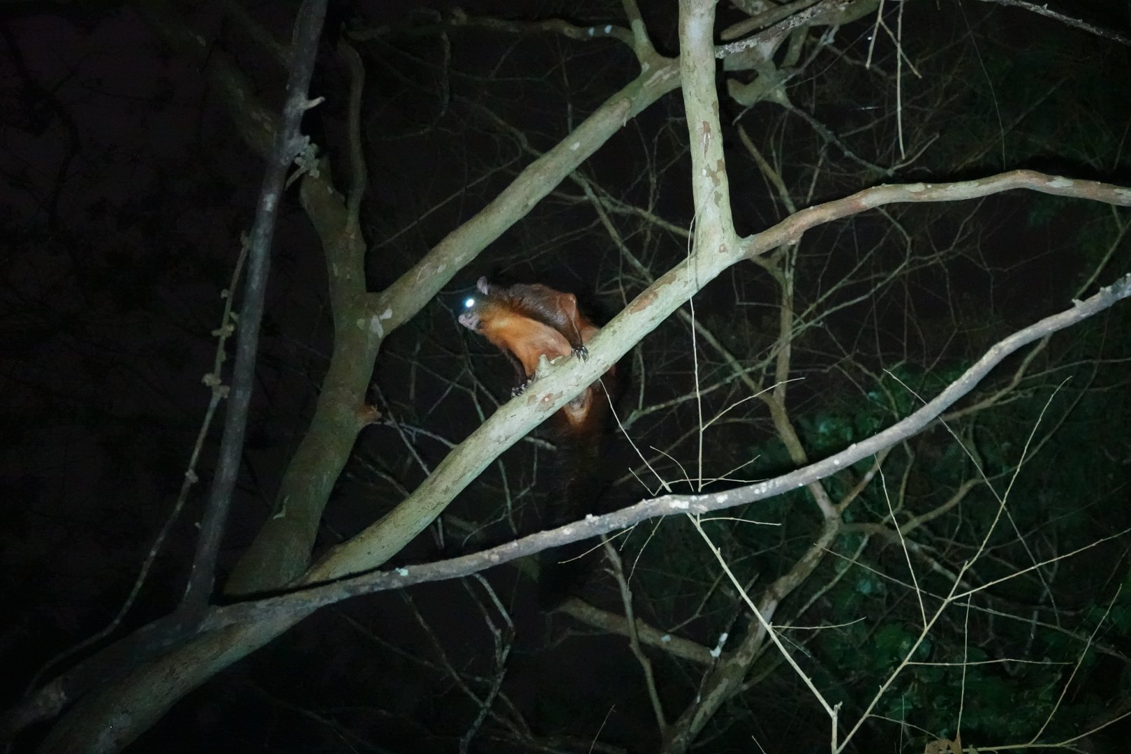 Formosan Giant Flying Squirrel
