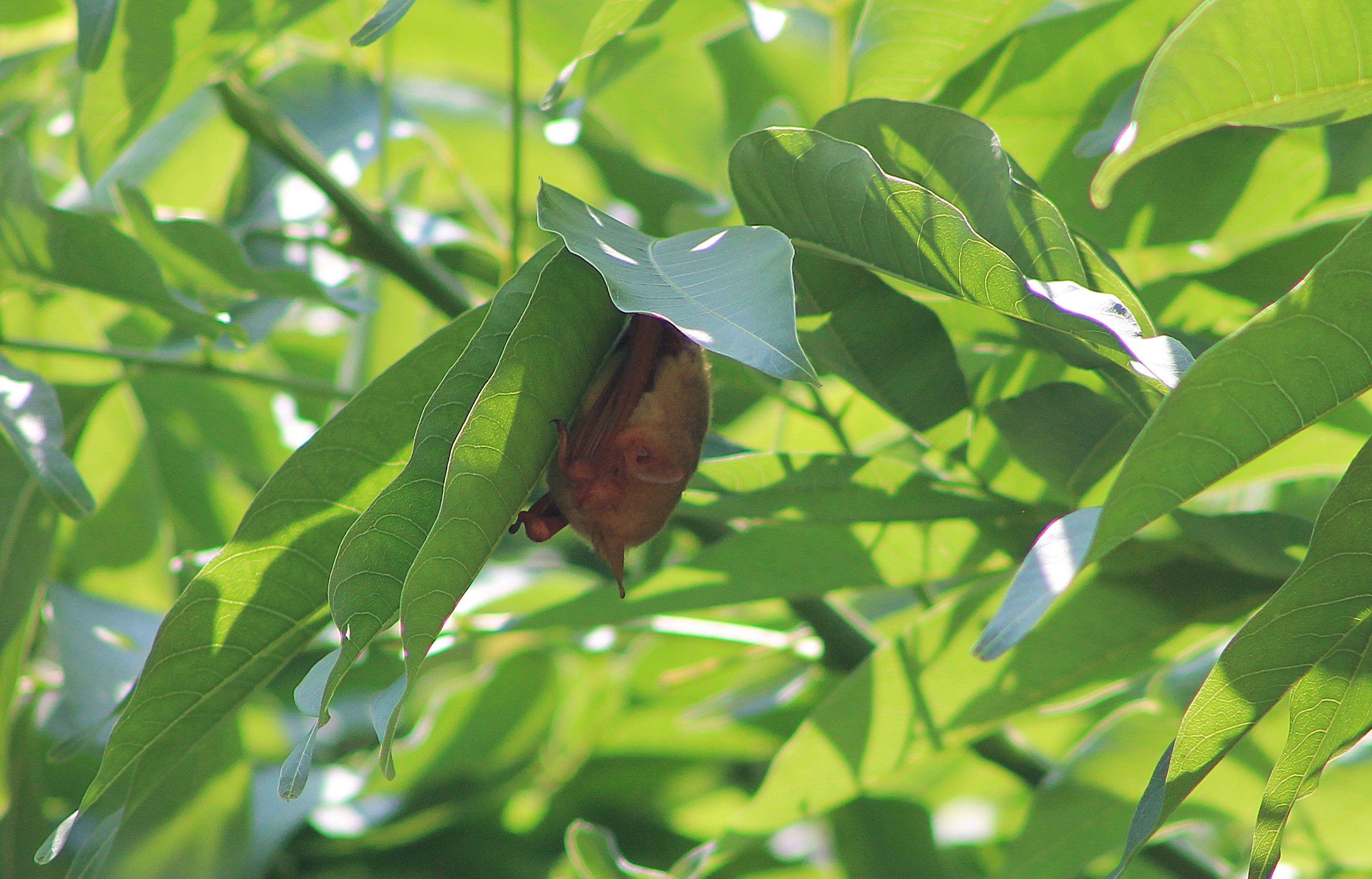 Formosan Golden Bat (Myotis formosus flavus)