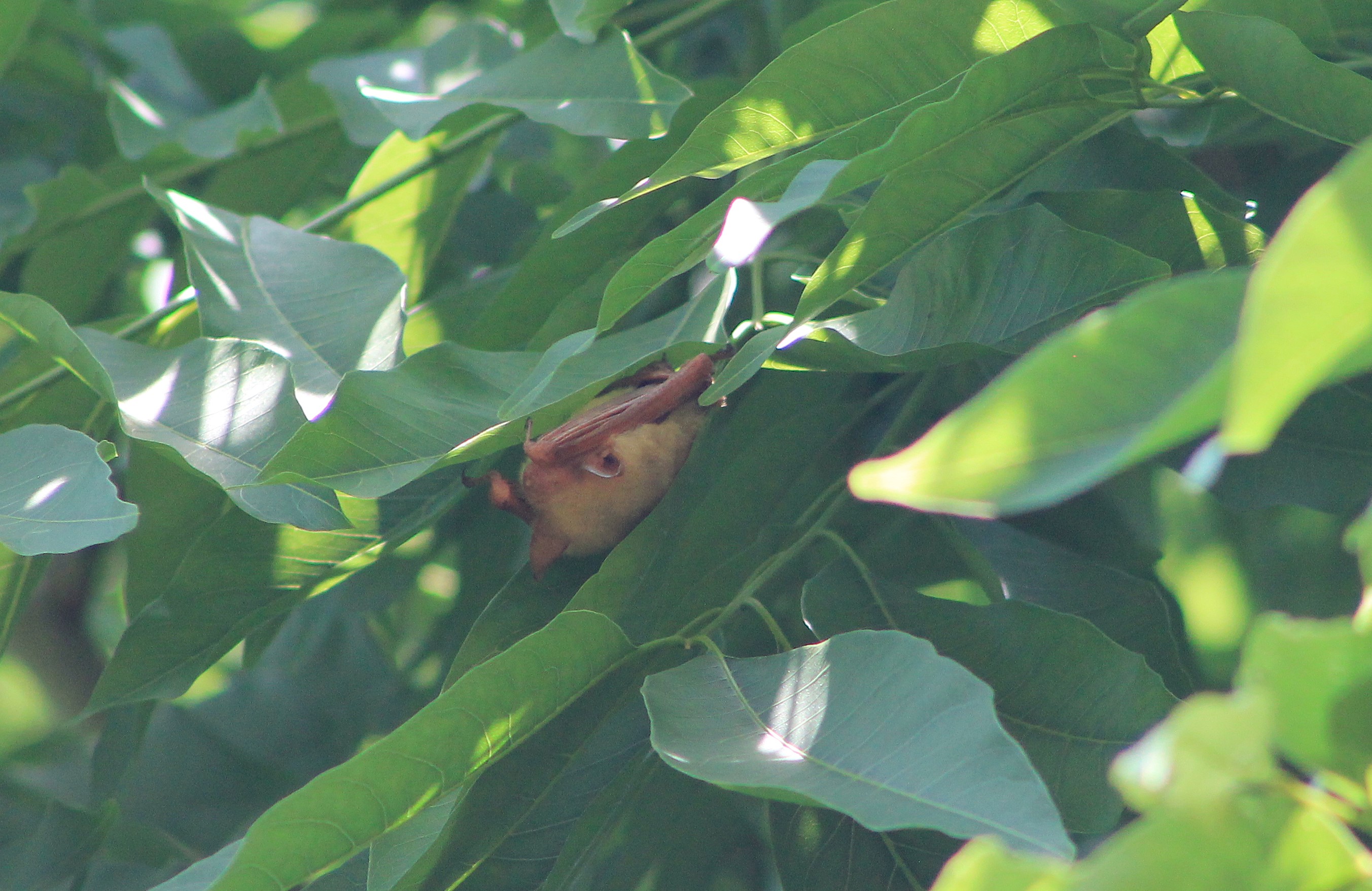 Formosan Golden Bat (Myotis formosus flavus)