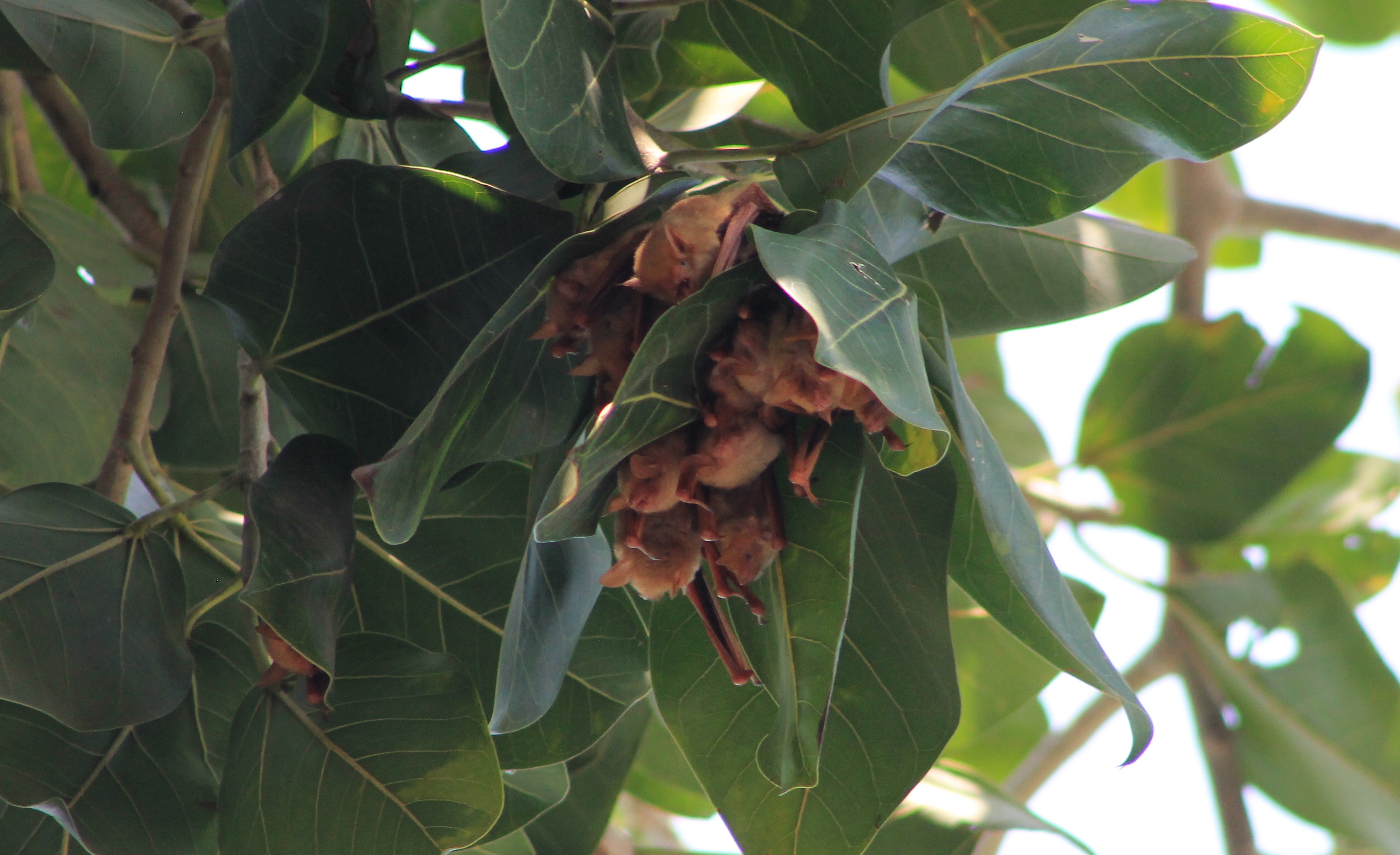 Formosan Golden Bats (Myotis formosus flavus)