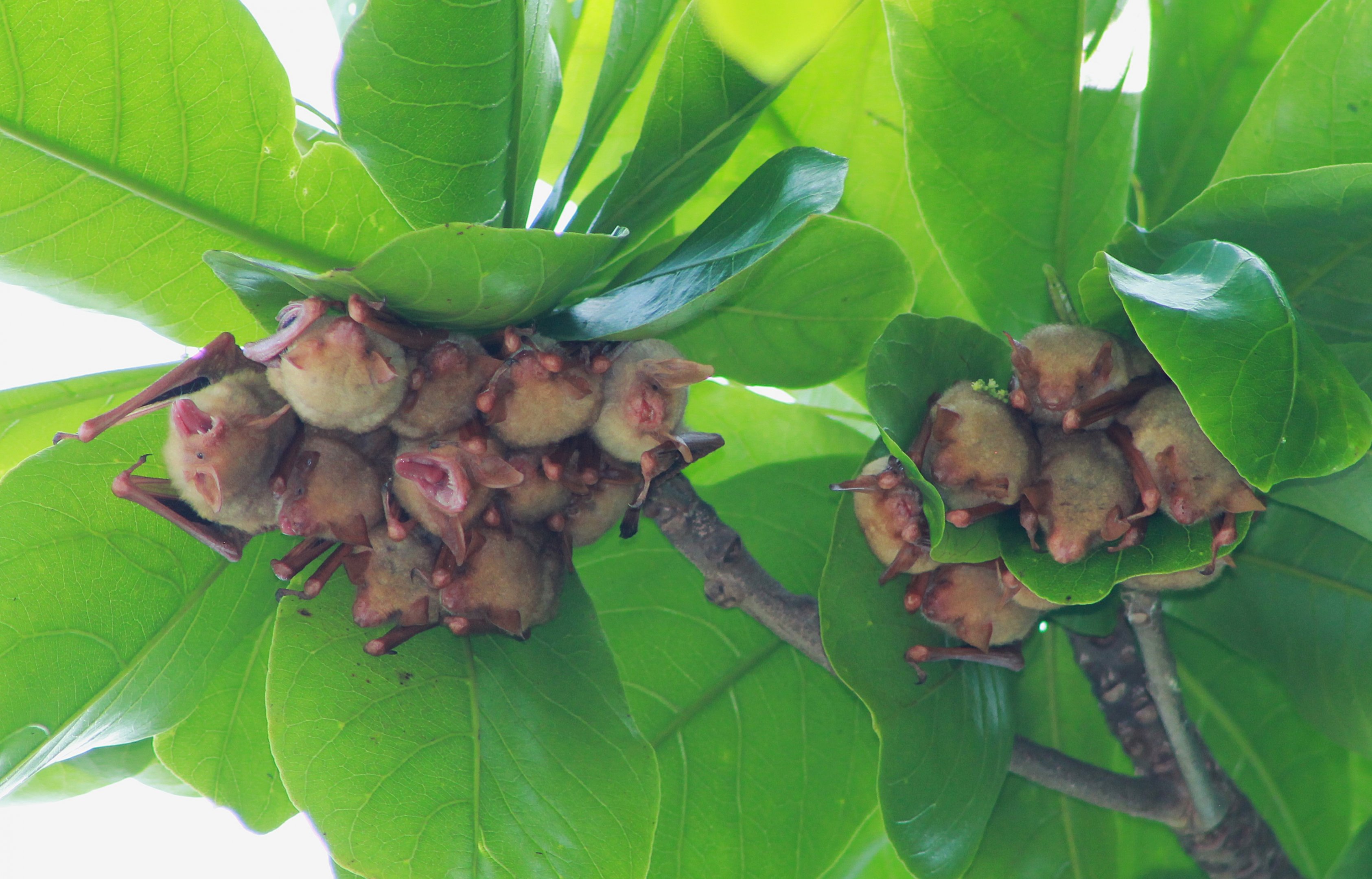 Formosan Golden Bats (Myotis formosus flavus)