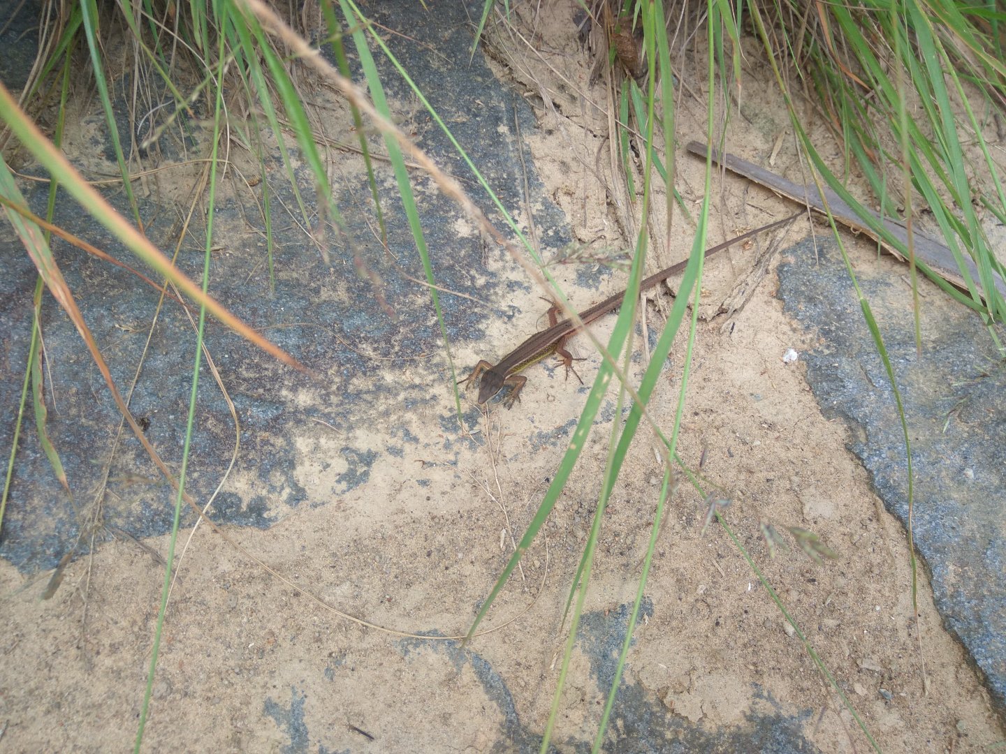 Formosan grass lizard