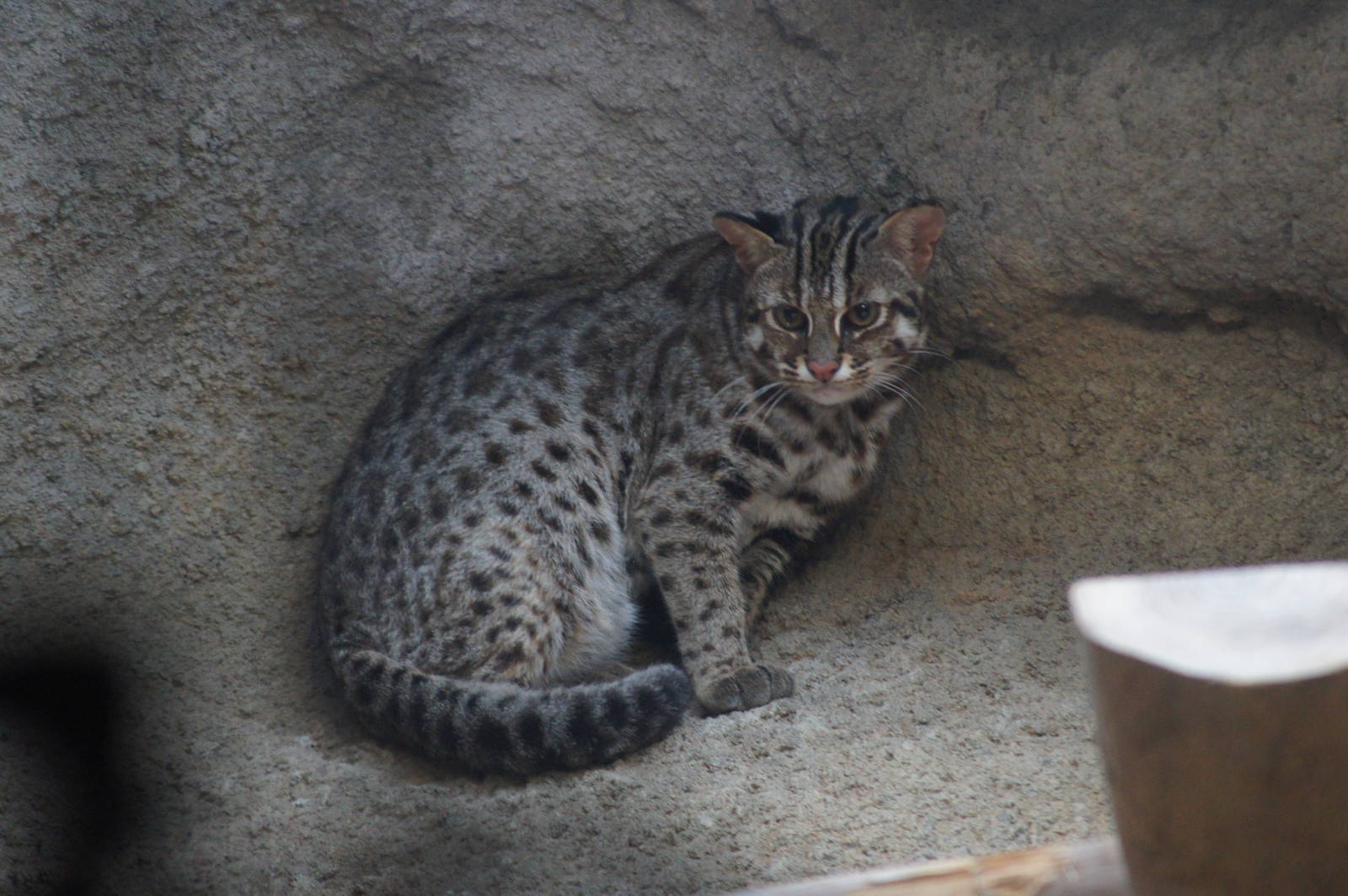 Formosan leopard cat