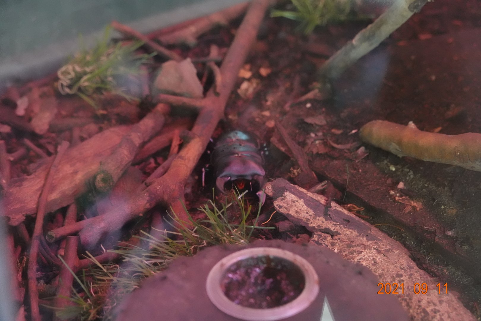 Formosan Long-fanged Stag Beetle (Dorcus schenklingi)