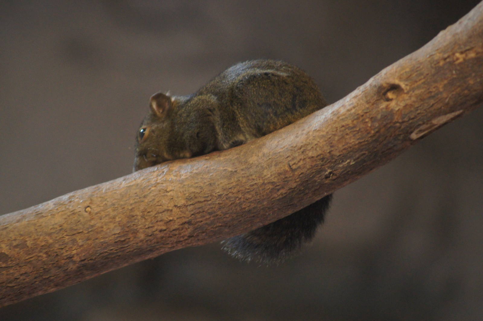 Formosan long-nosed squirrel