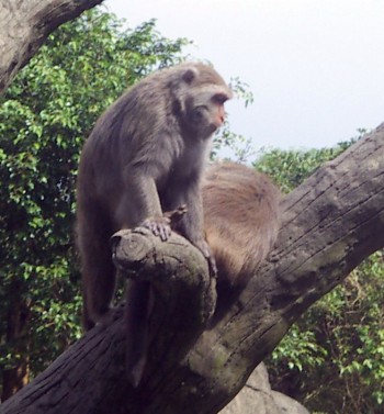 Formosan Macaque (Macaca cyclopis)