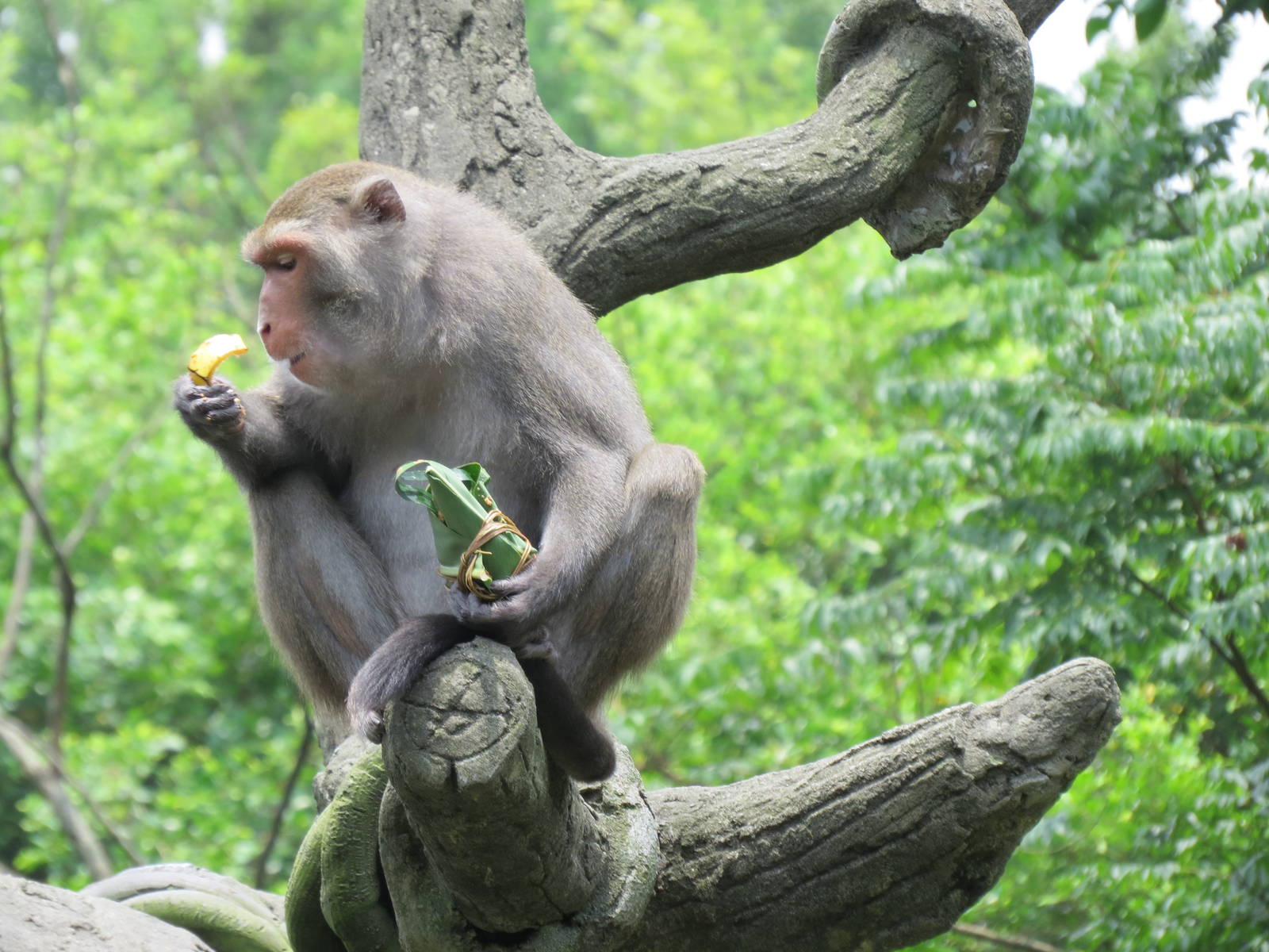 Formosan macaques
