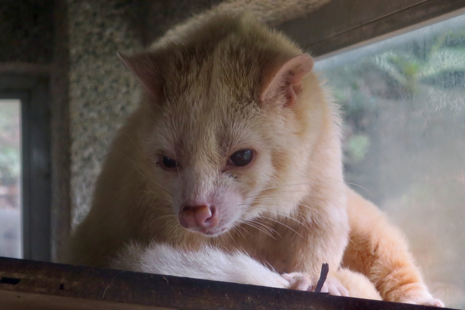 Formosan Masked Palm Civet (Paguma larvata taivana) color variant