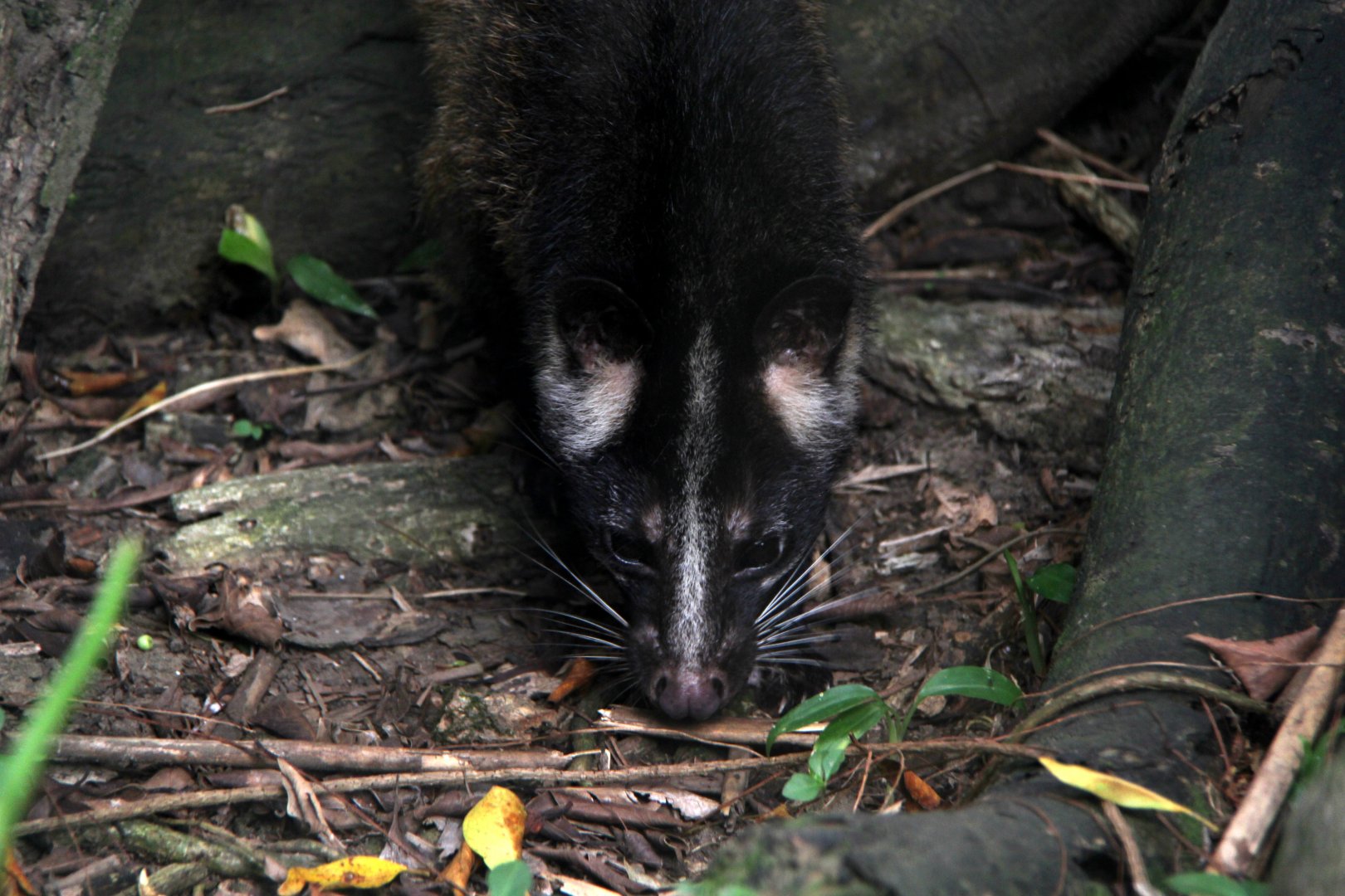 Formosan Masked Palm Civet (Paguma larvata taivana)