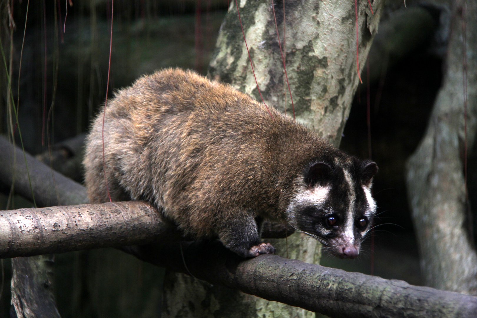 Formosan Masked Palm Civet (Paguma larvata taivana)