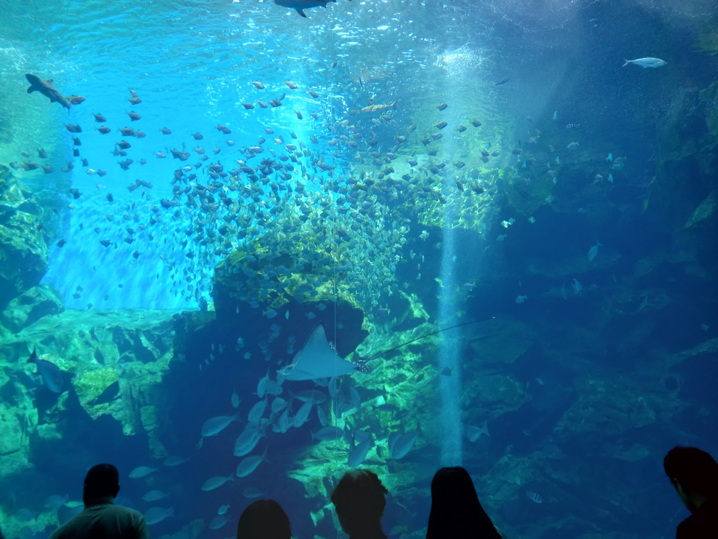 Formosan open ocean tank, Xpark Aquarium
