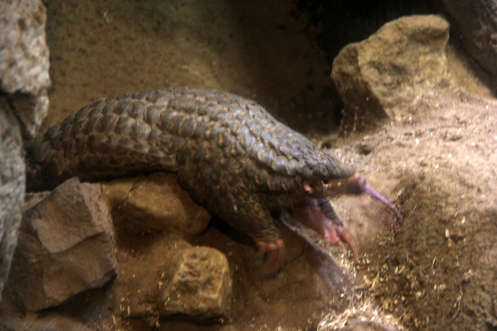Formosan Pangolin (Manis pentadactyla pentadactyla)