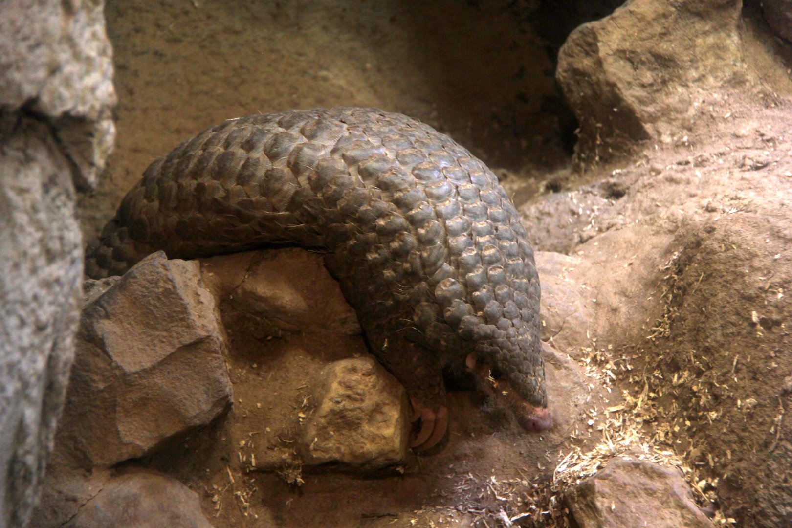 Formosan Pangolin (Manis pentadactyla pentadactyla)