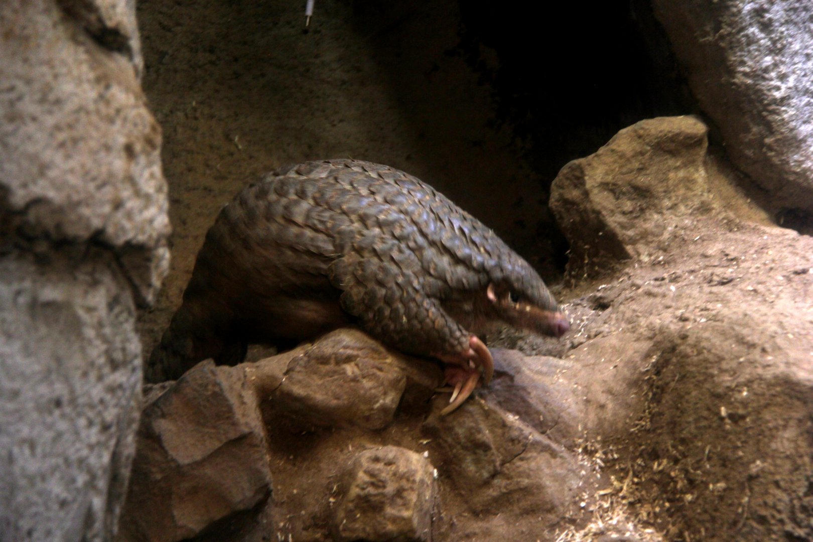 Formosan Pangolin (Manis pentadactyla pentadactyla)