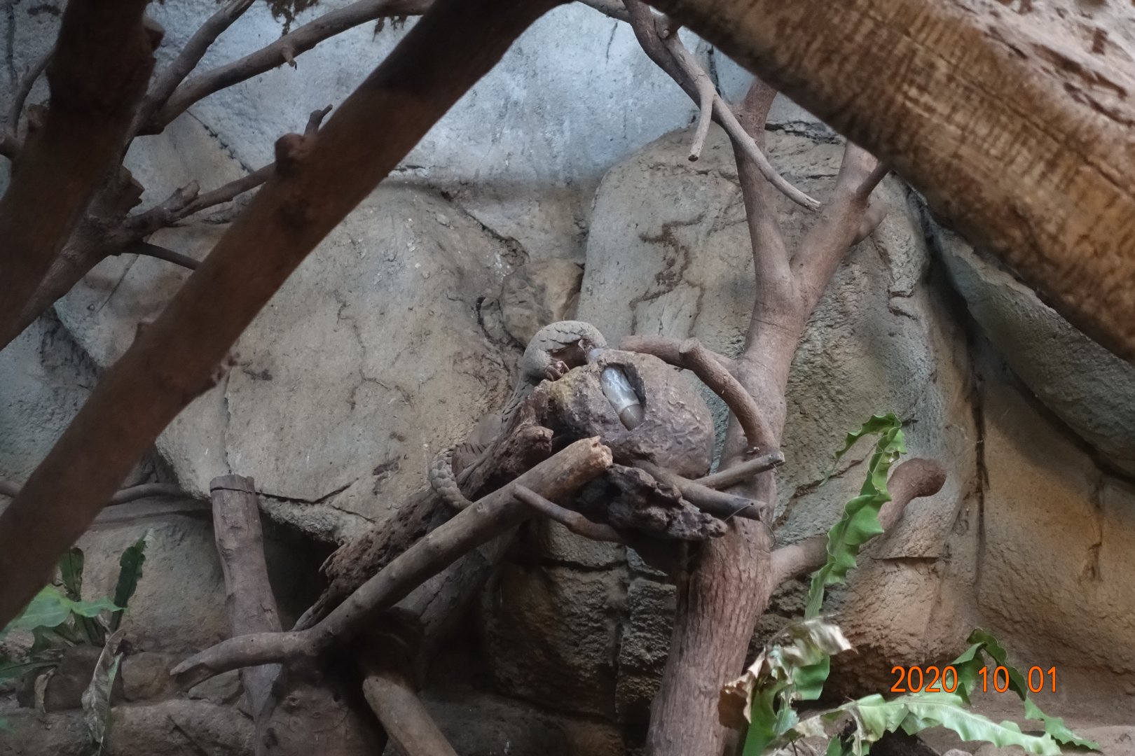 Formosan Pangolin (Manis pentadactyla pentadactyla)