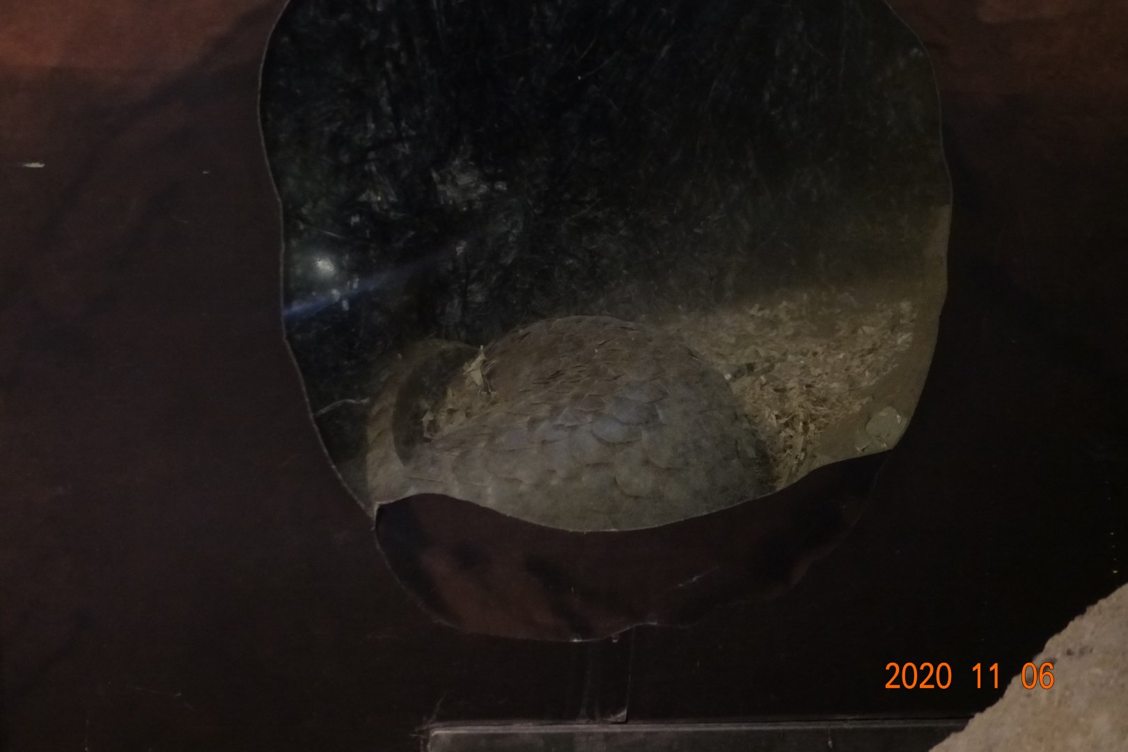 Formosan Pangolin (Manis pentadactyla pentadactyla)