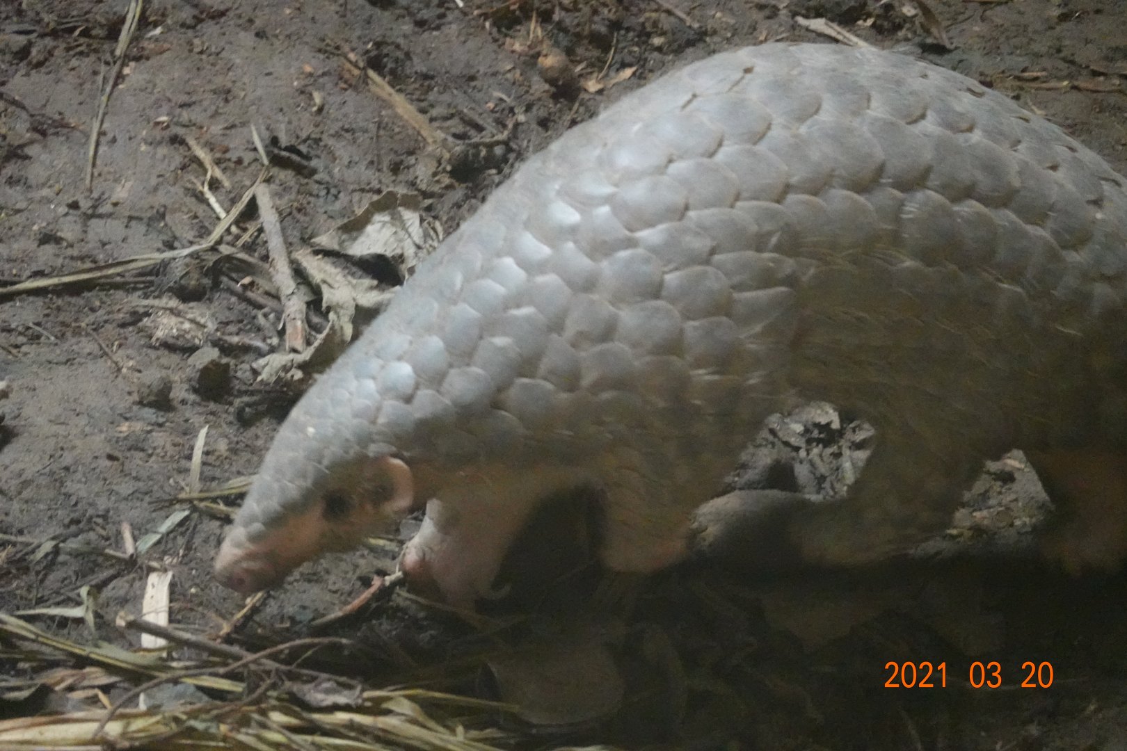 Formosan Pangolin (Manis pentadactyla pentadactyla)