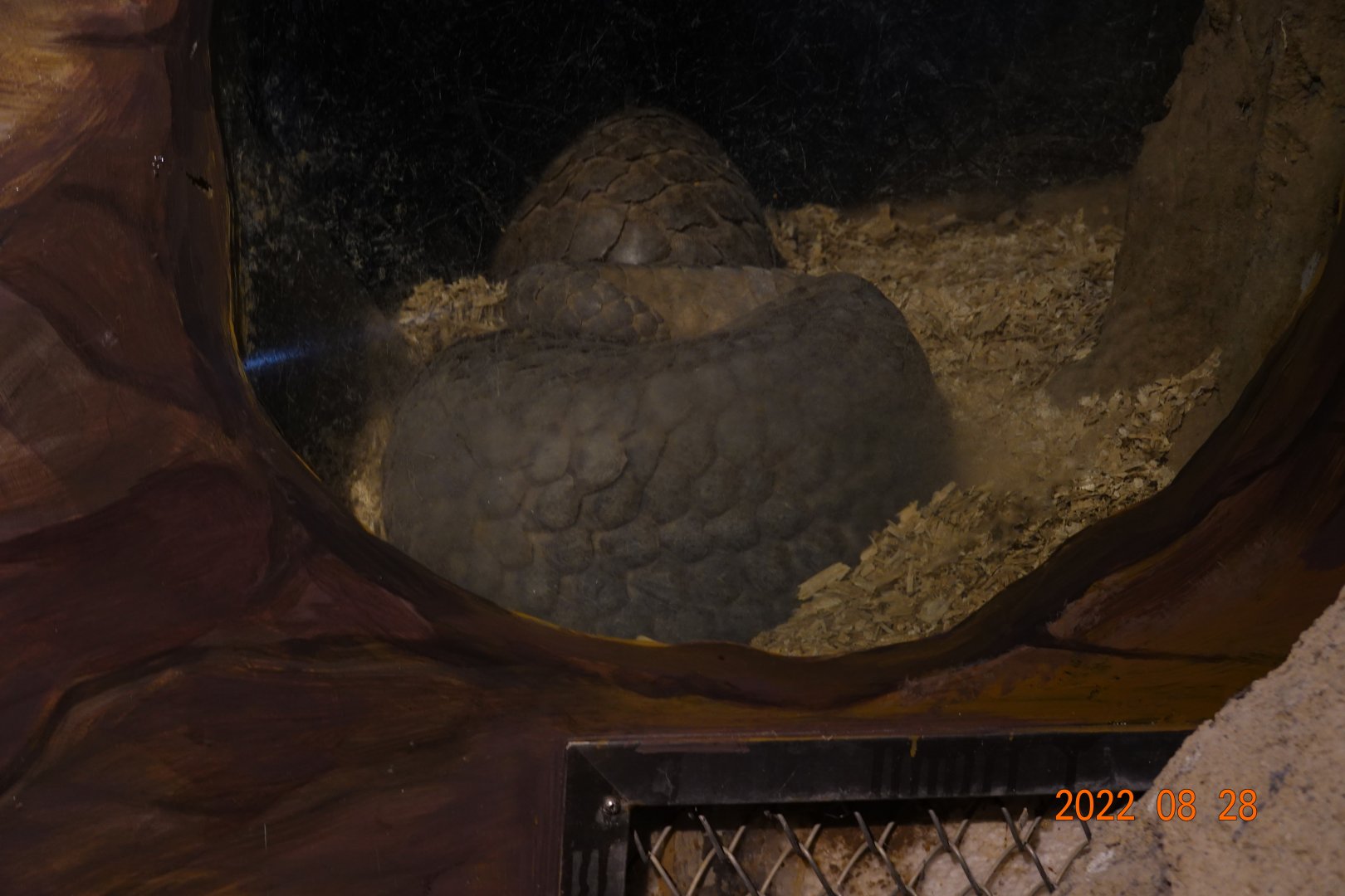 Formosan Pangolin (Manis pentadactyla pentadactyla)