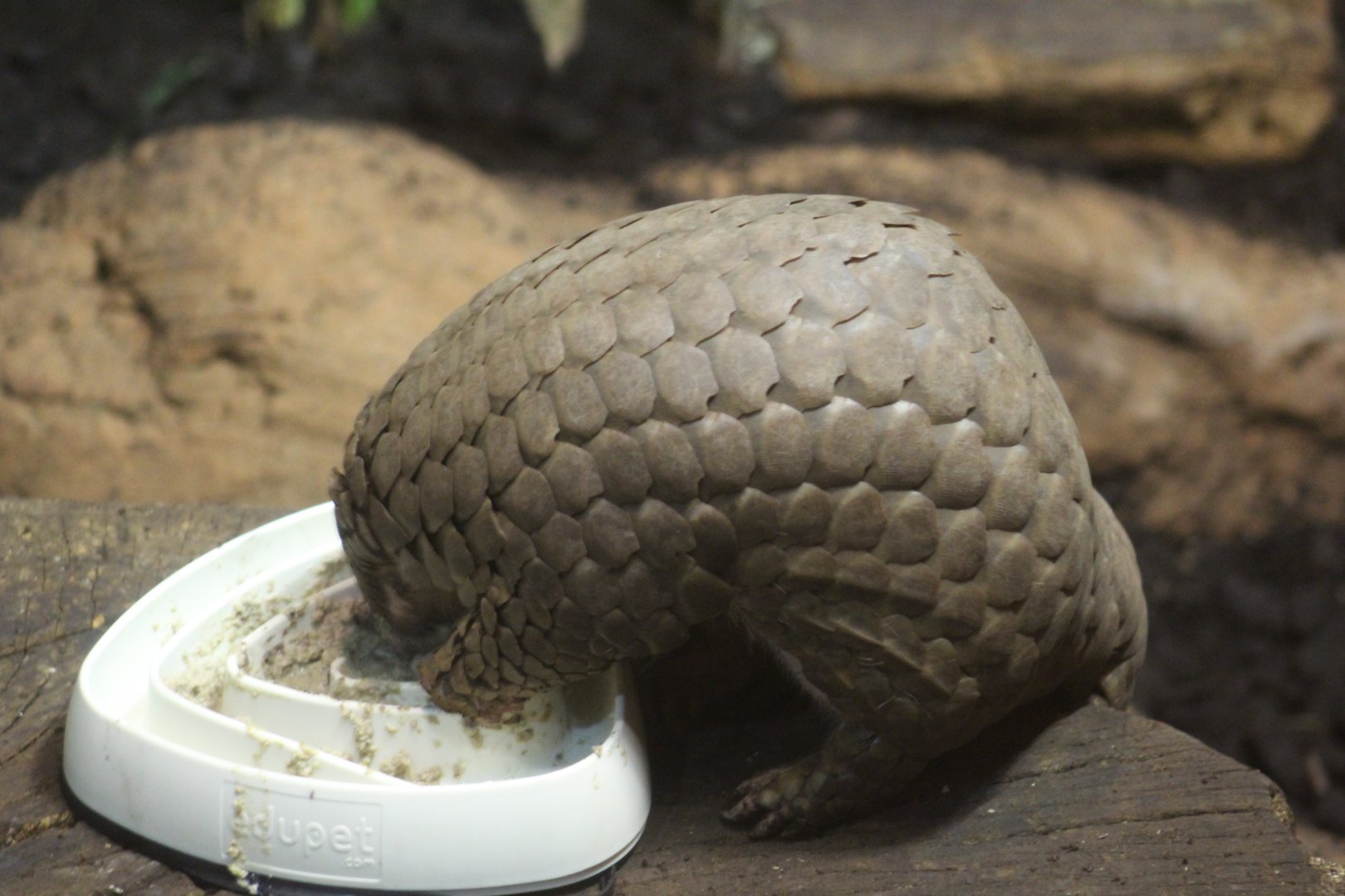 Formosan Pangolin