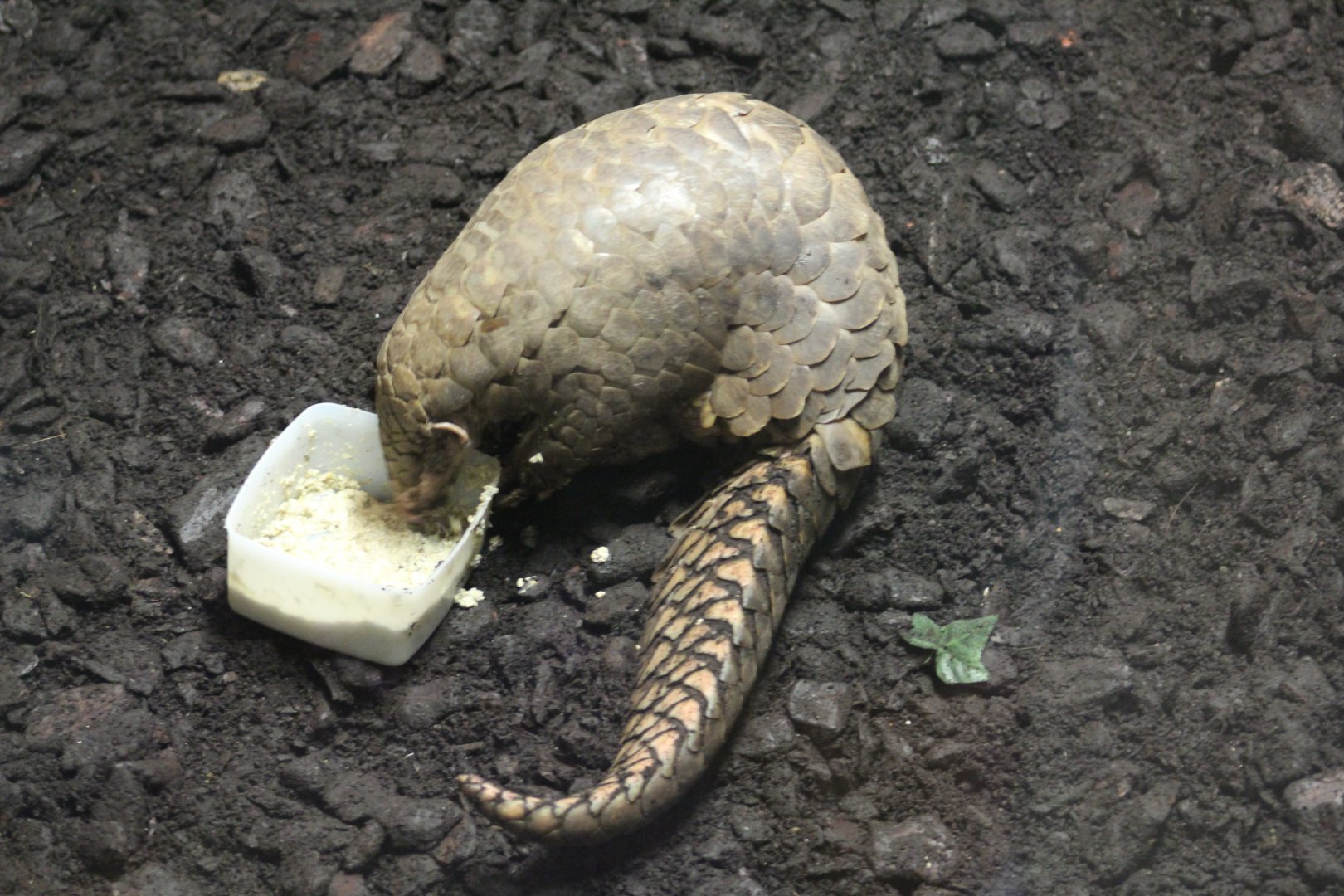 Formosan Pangolin