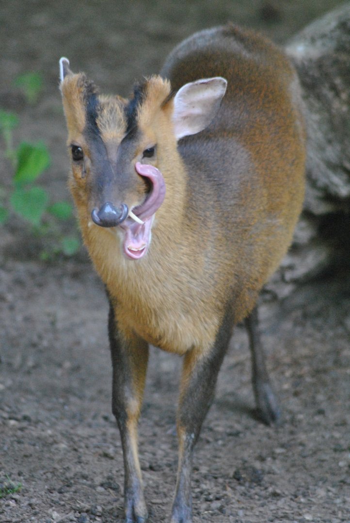 Formosan Reeve´s muntjac (Muntiacus reevesi micurus)