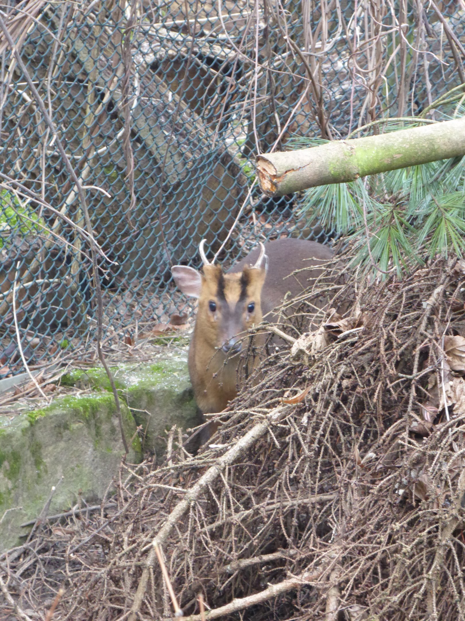 Formosan Reeves' Muntjac (Muntiacus reevesi micrurus) at Zoo Krefeld - February 6th 2018