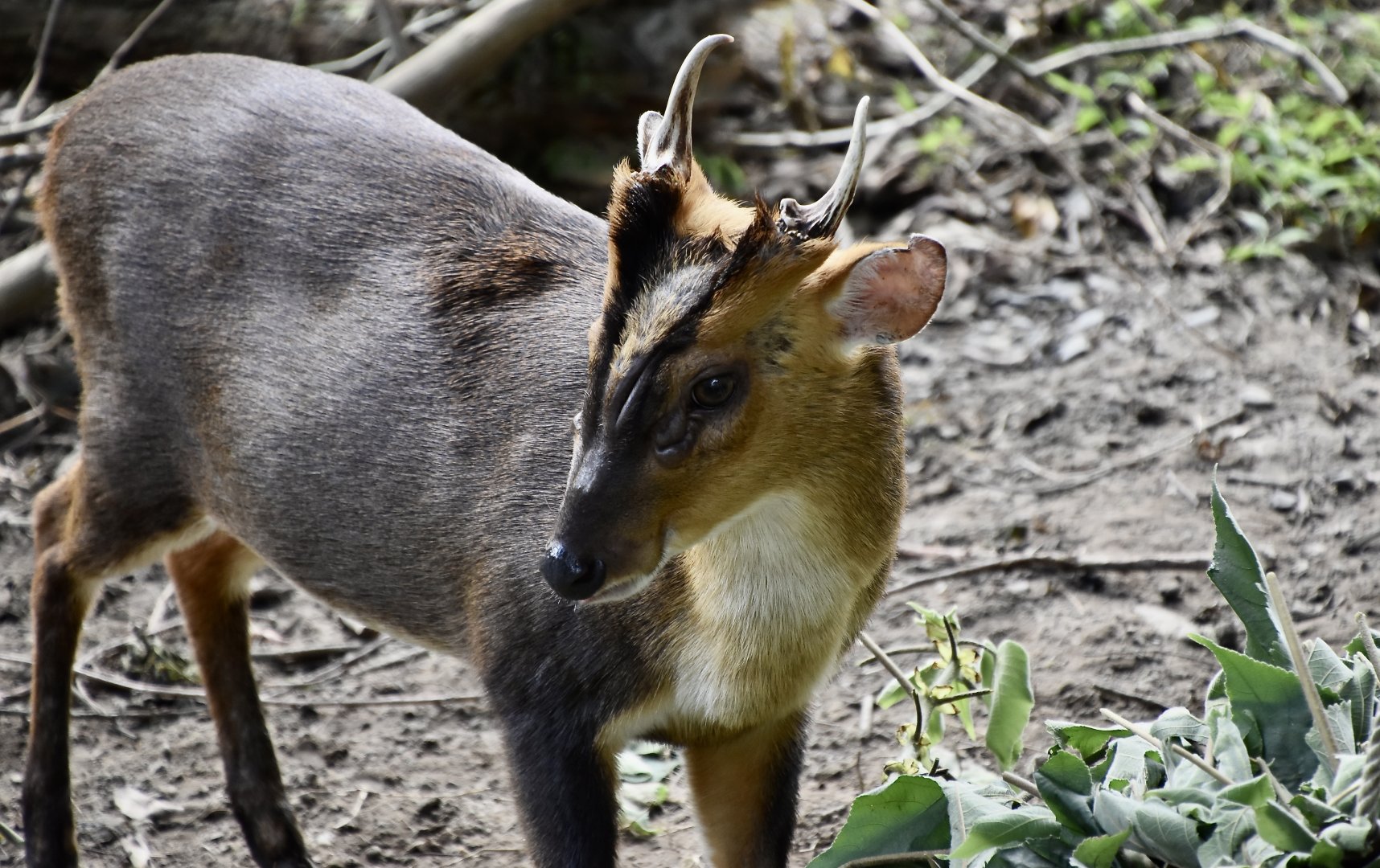 Formosan Reeves' Muntjac (Muntiacus reevesi micrurus) buck