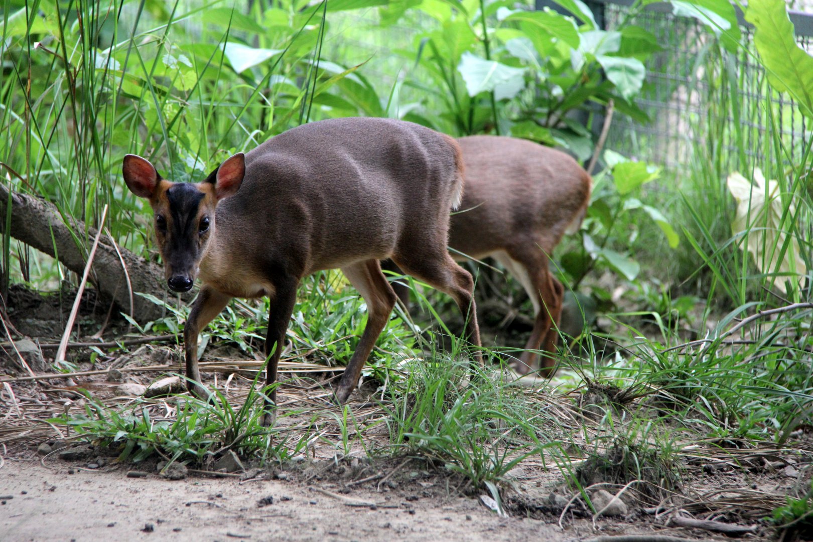 Formosan Reeves' muntjac  (Muntiacus reevesi micrurus)
