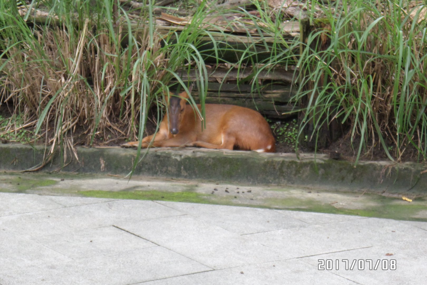 Formosan reeve's muntjac
