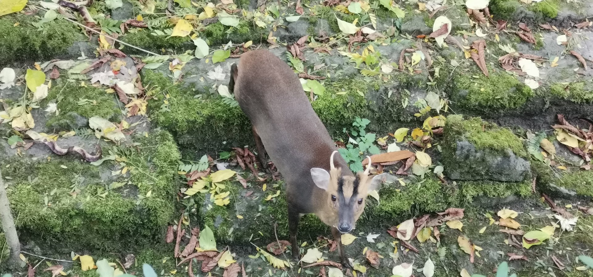 Formosan Reeves' Muntjac