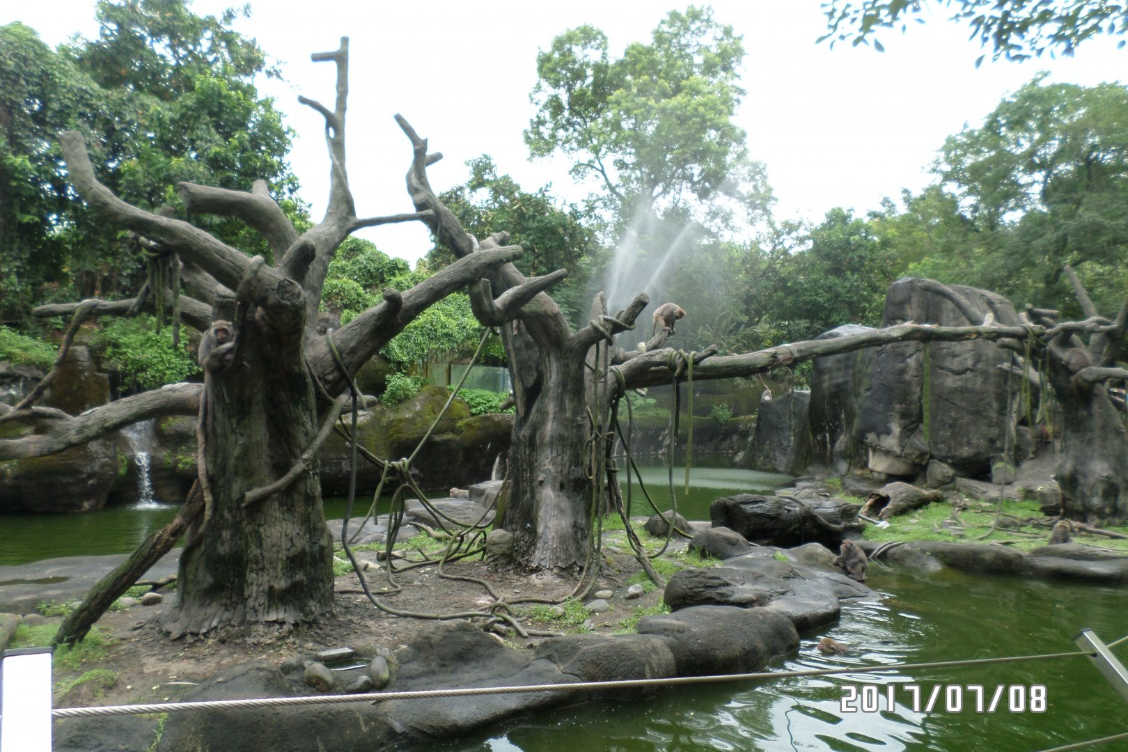 Formosan rock macaque island