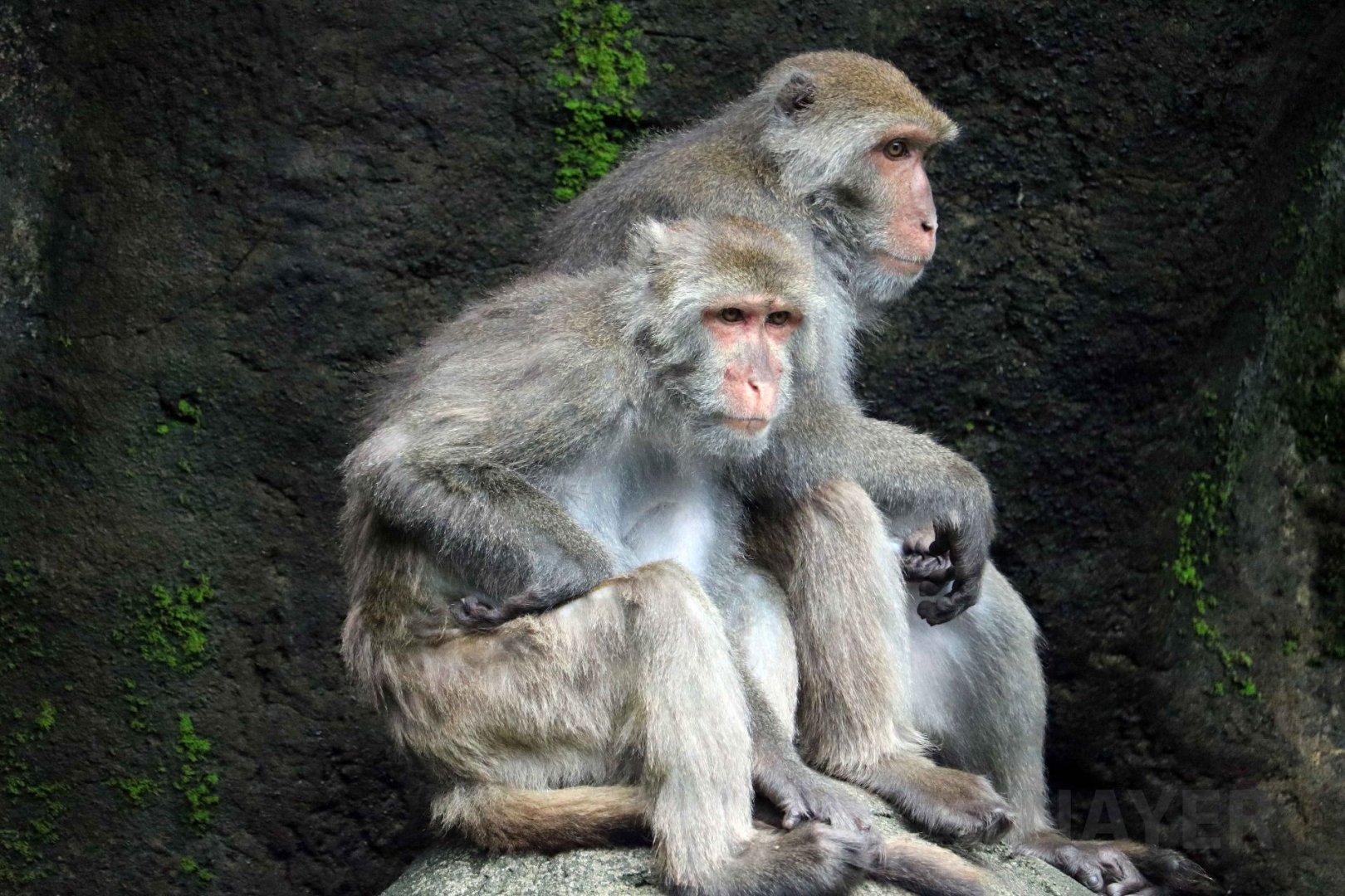 Formosan rock macaque, June 2016