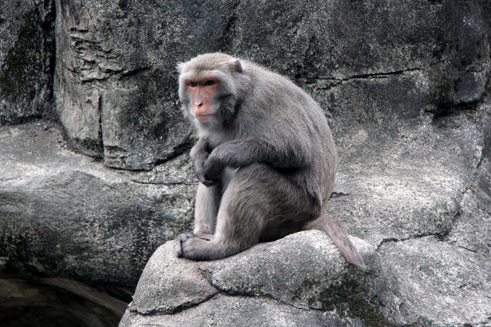 Formosan rock macaque (Macaca cyclopis)