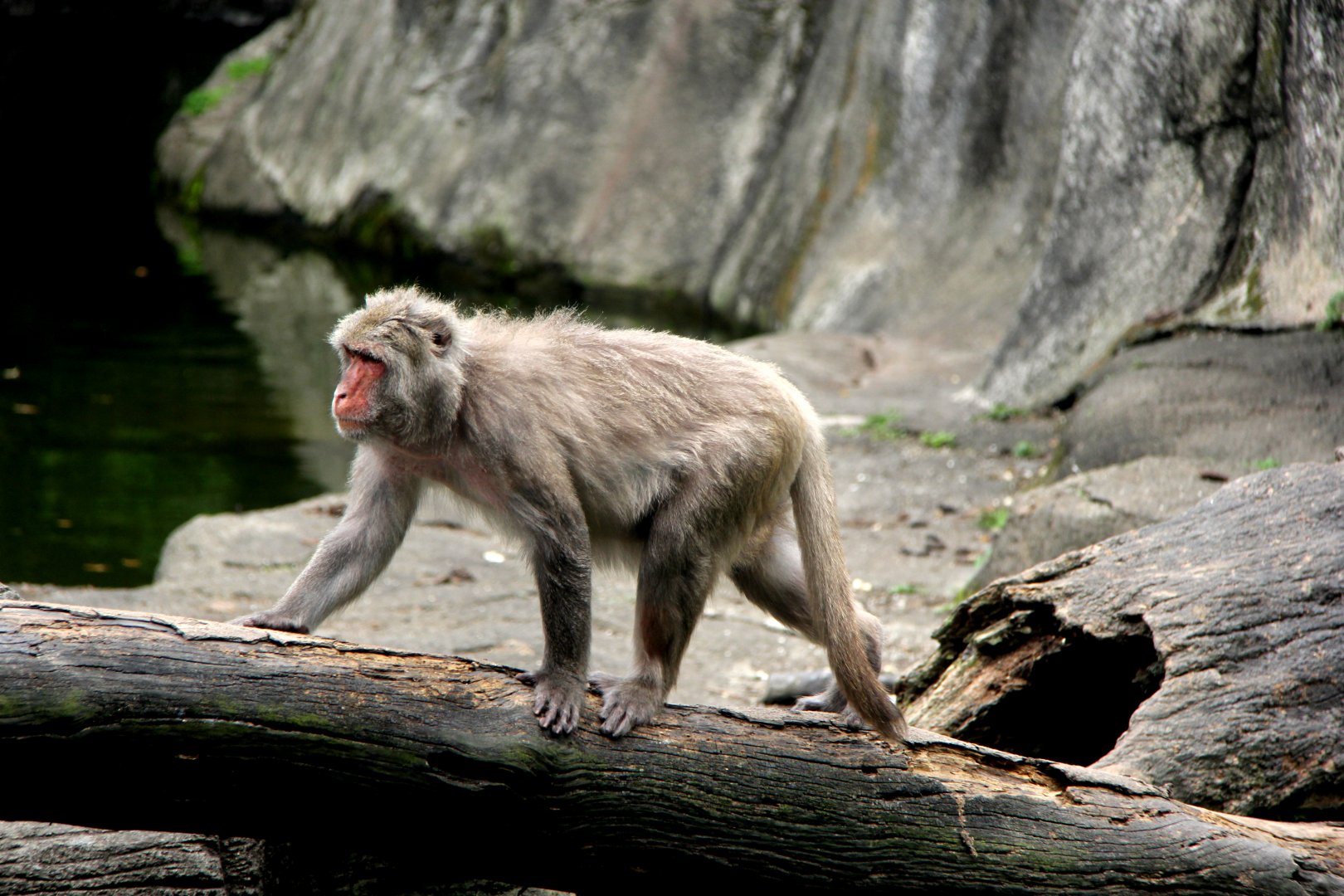Formosan rock macaque (Macaca cyclopis)