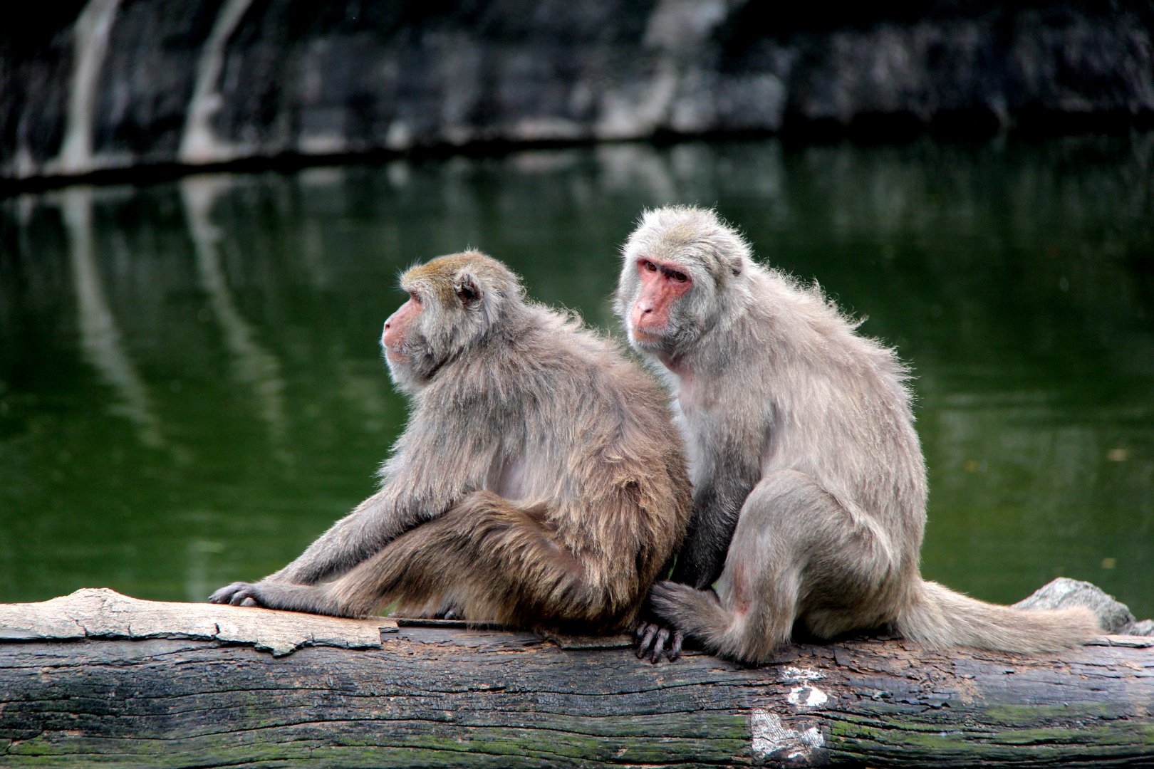 Formosan rock macaque (Macaca cyclopis)